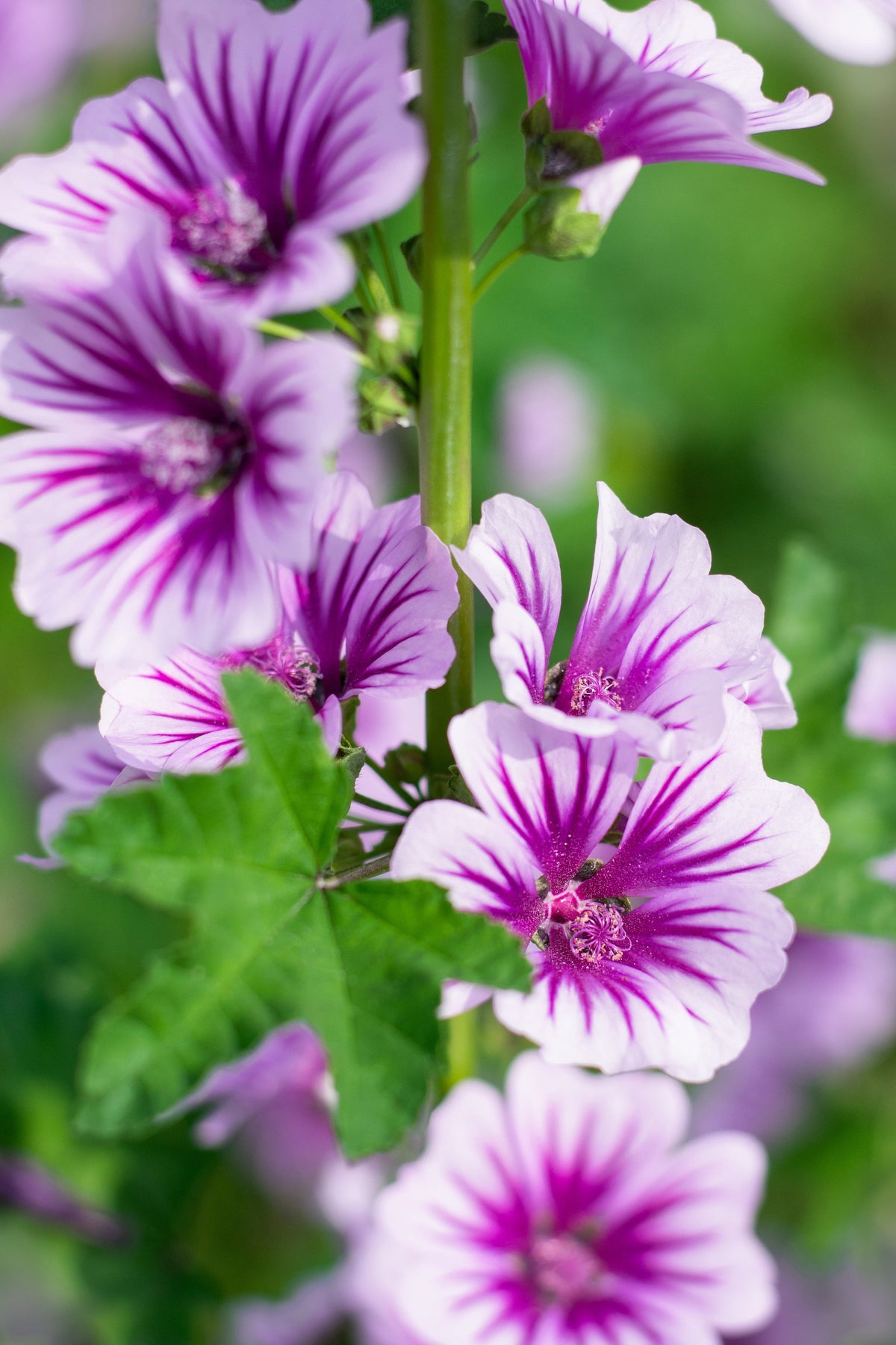 20 ZEBRA MALLOW Malva sylvestris var. Zebrina Flower Seeds