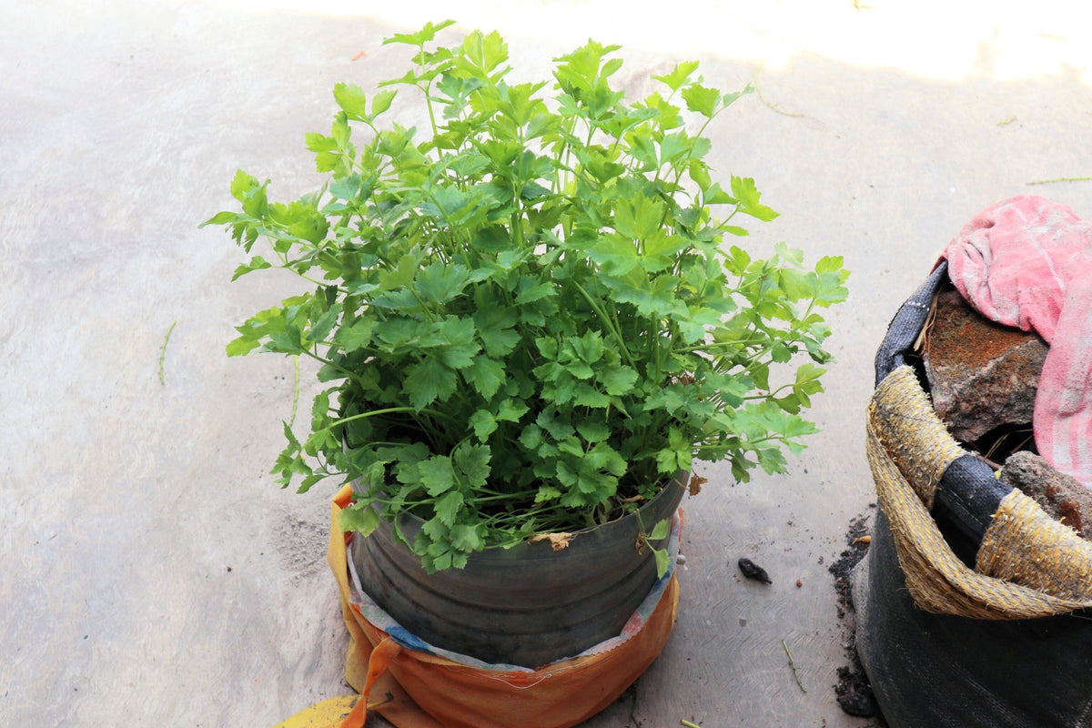 2000 CUTTING LEAF CELERY Apium Graveolens Soup Vegetable Herb Seeds