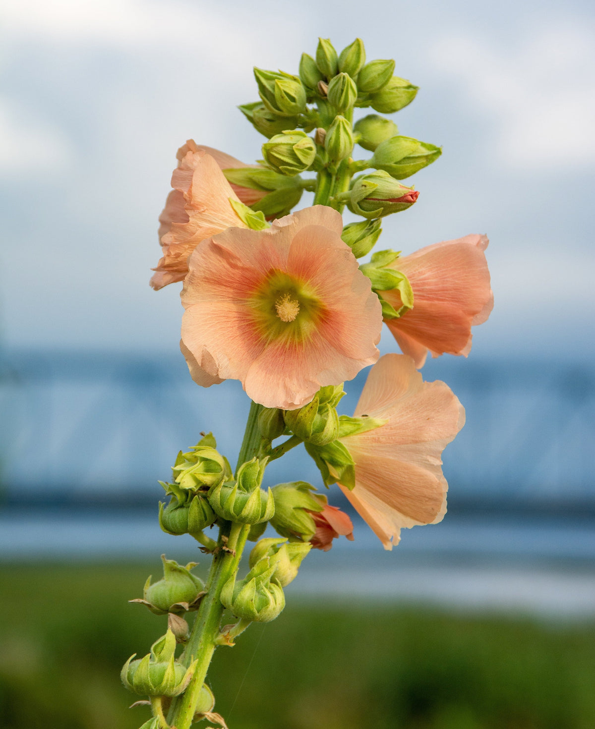25 PEACH & BROWN HOLLYHOCK Alcea Rosea Flower Seeds Perennial