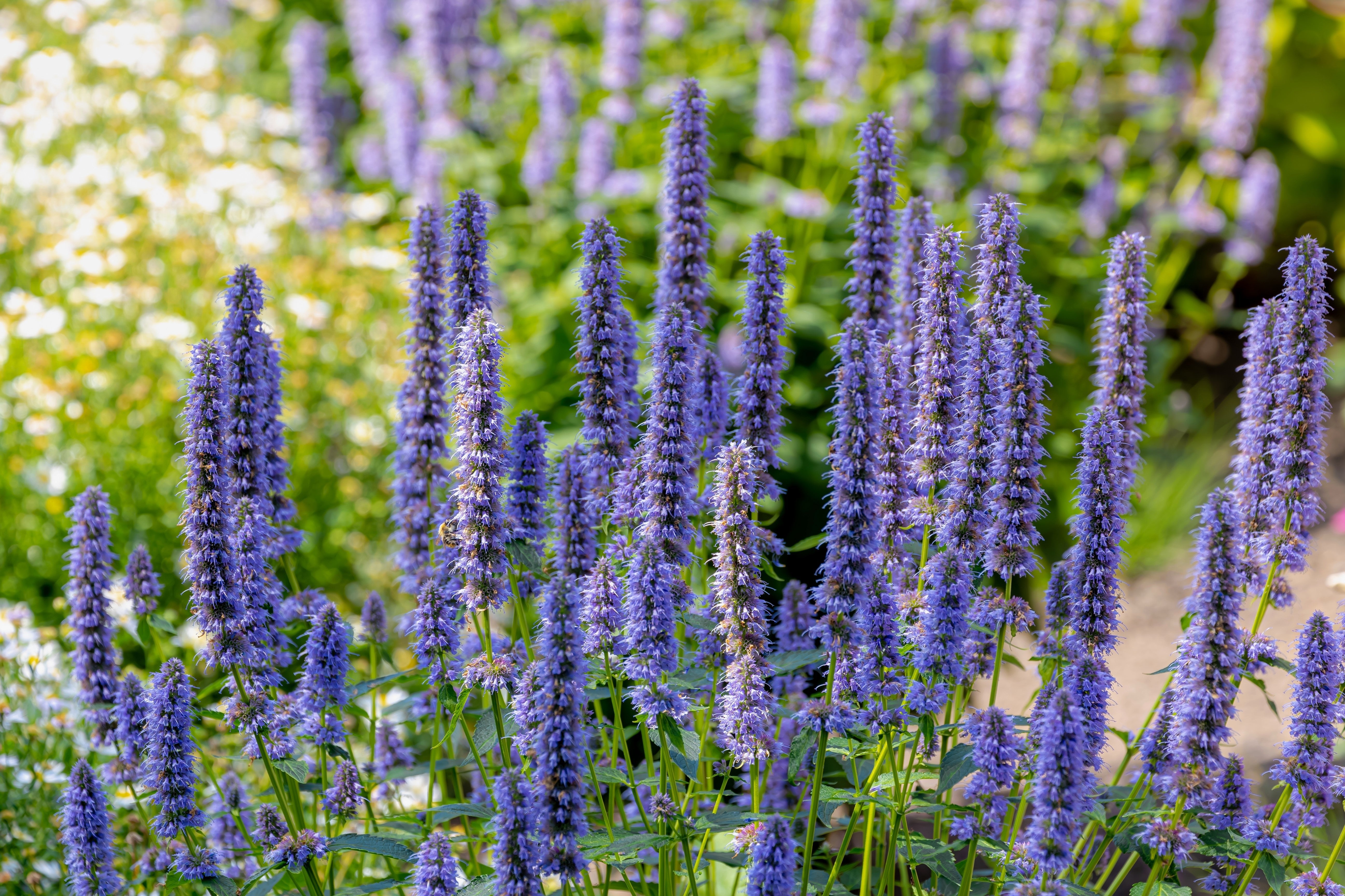 100 ORGANIC Superior LICORICE MINT Agastache Rugosa Korean Tea Herb Purple Flower Seeds