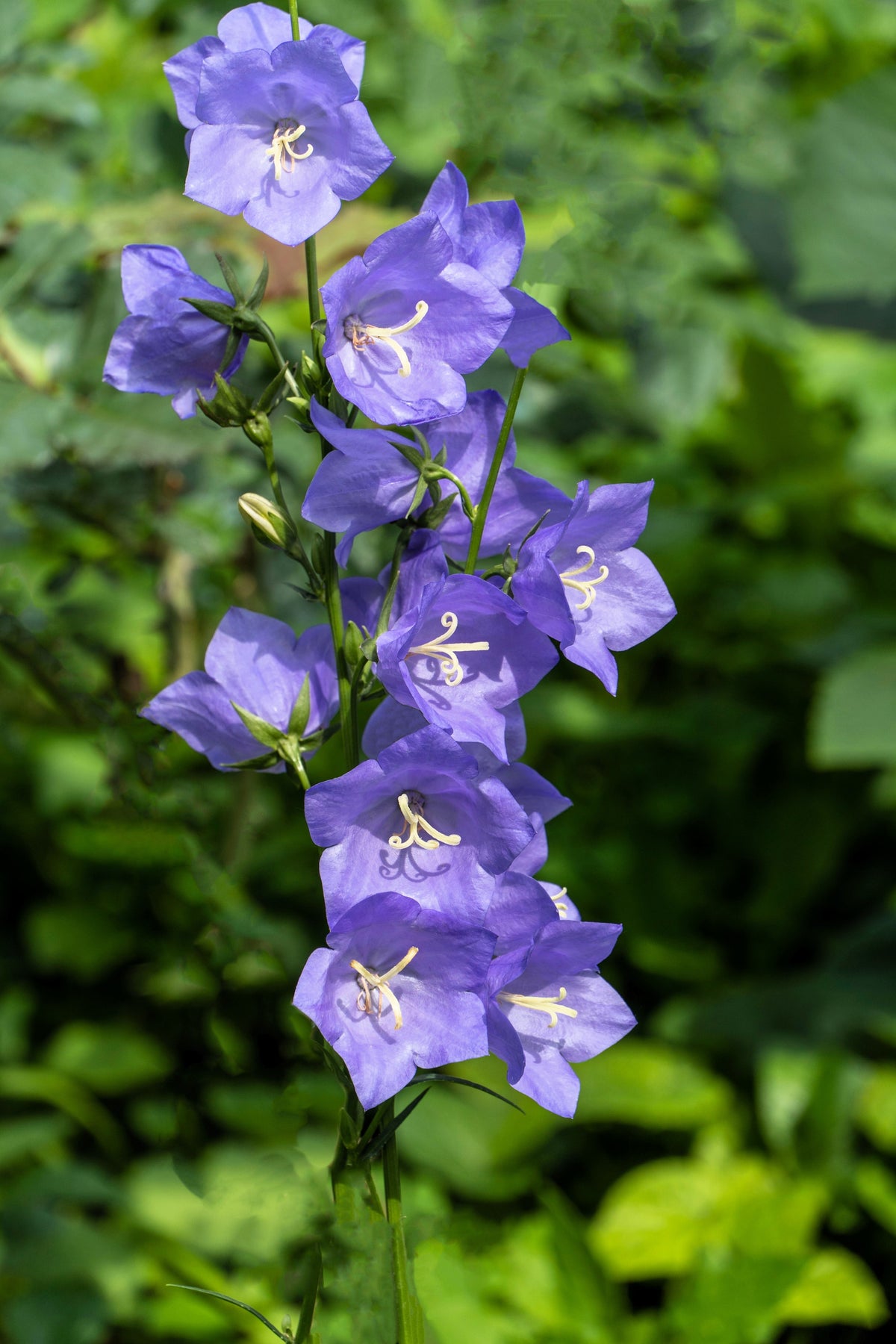 500 TELHAM BEAUTY BELLFLOWER Blue Peach Leaved Campanula Persicifolia Flower Seeds