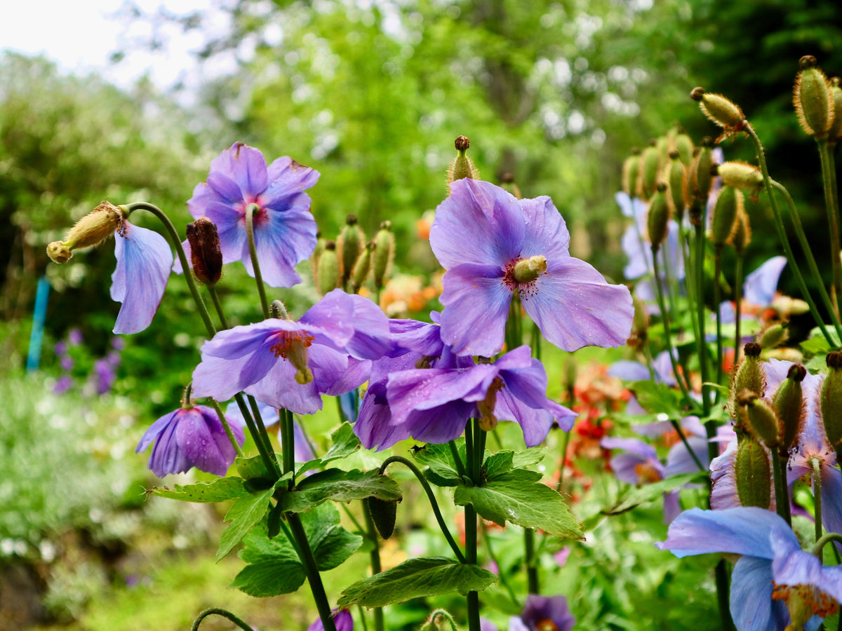 10 VIOLET HIMALAYAN POPPY Meconopsis Betonicifolia Purple Hensol Flower Seeds