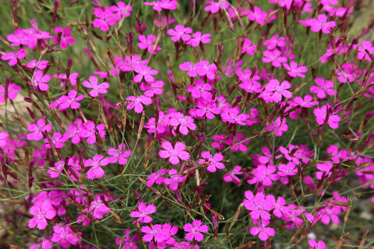 550 MAIDEN PINKS Mixed Colors Dianthus Deltoides Flower Seeds