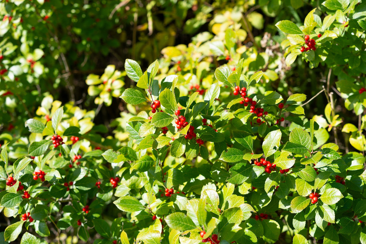 50 WINTERBERRY Holly Ilex Verticillata - Candian Holly  / Fever Bush / Black Alder Tree Shrub Red Berry White Flower Seeds