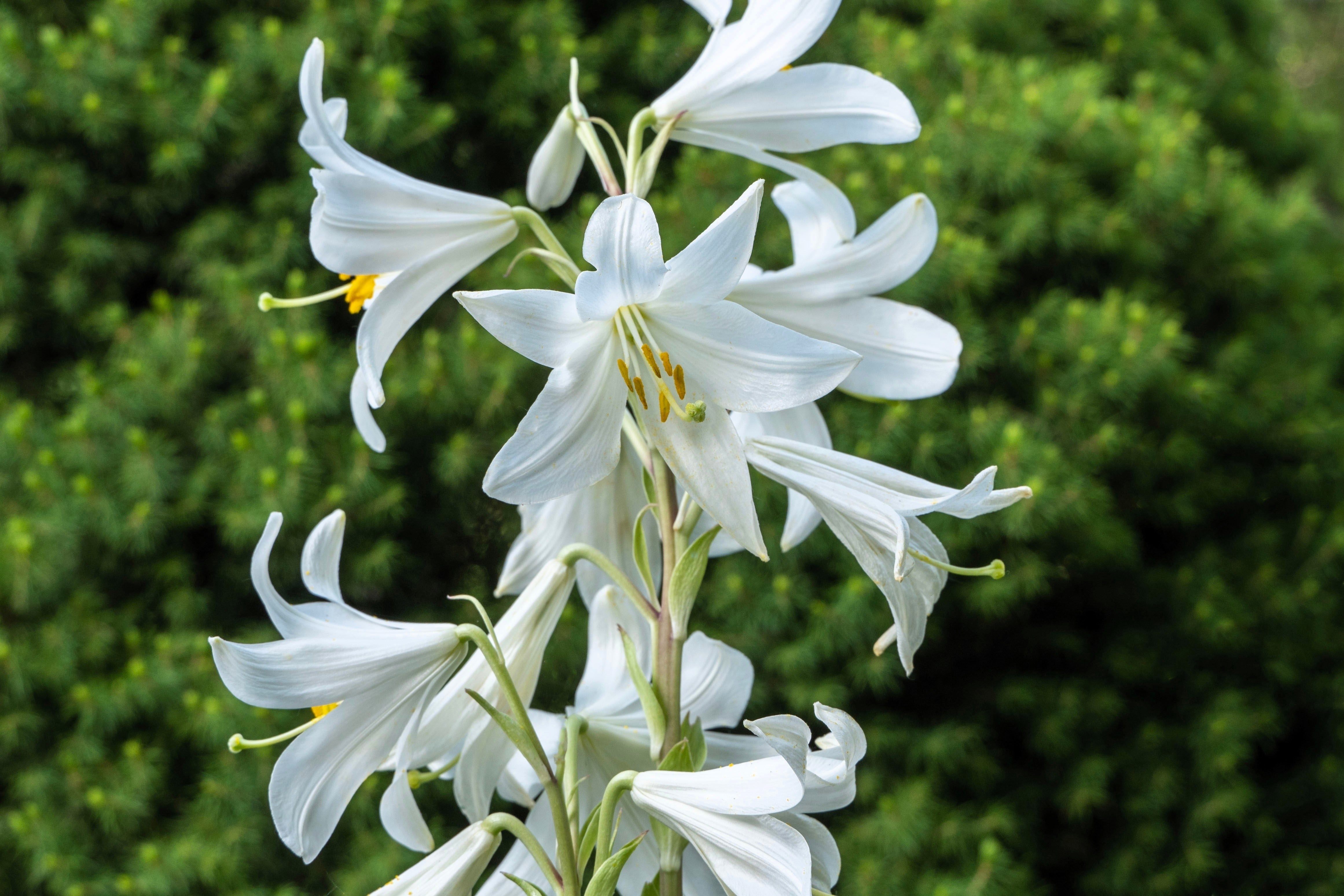 500 White PEACH LEAVED BELLFLOWER Campanula Persicifolia Flower Seeds