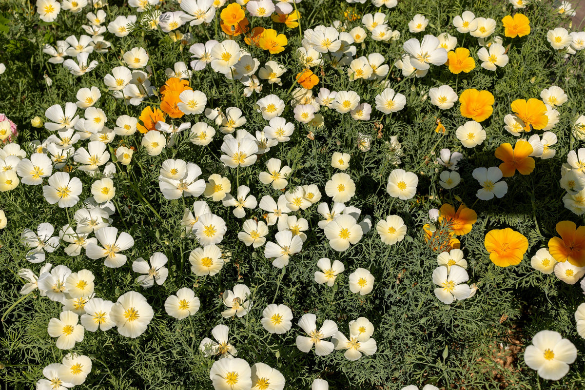 1000 WHITE CALIFORNIA POPPY Eschscholzia Californica Flower Seeds