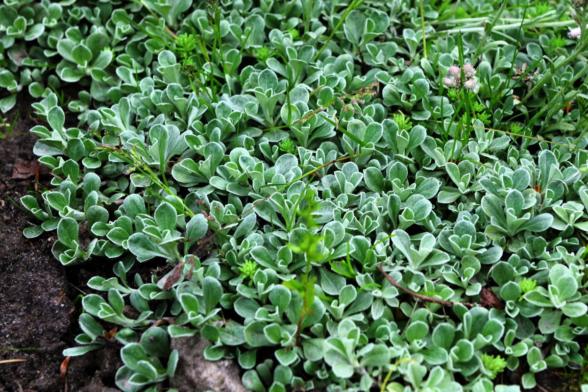 20 RED PUSSYTOES Antennaria Dioica Rubra Everlasting Flower Seeds