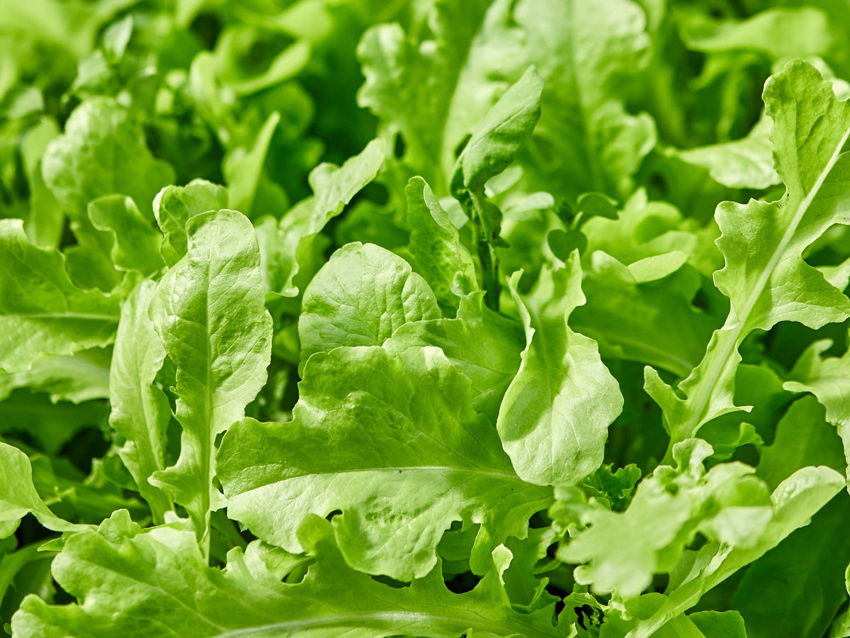 2000 ROQUETTE ARUGULA aka Rocket / Rucola / Rugula - Eruca Vesicaria Sativa Herb Vegetable Seeds