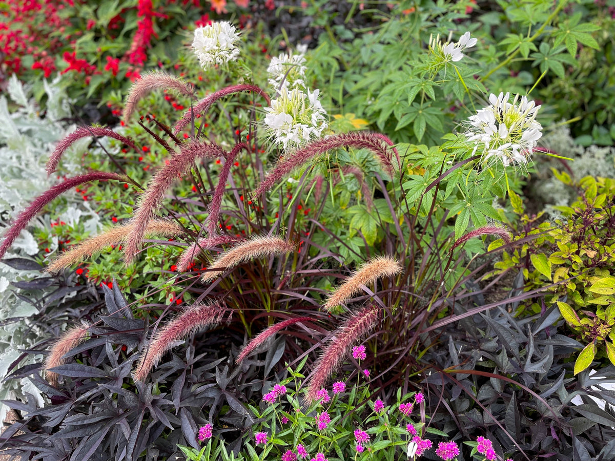 25 Dwarf Purple CHINESE FOUNTAIN GRASS Pennisetum Alopecuroides Hardy Ornamental Seeds