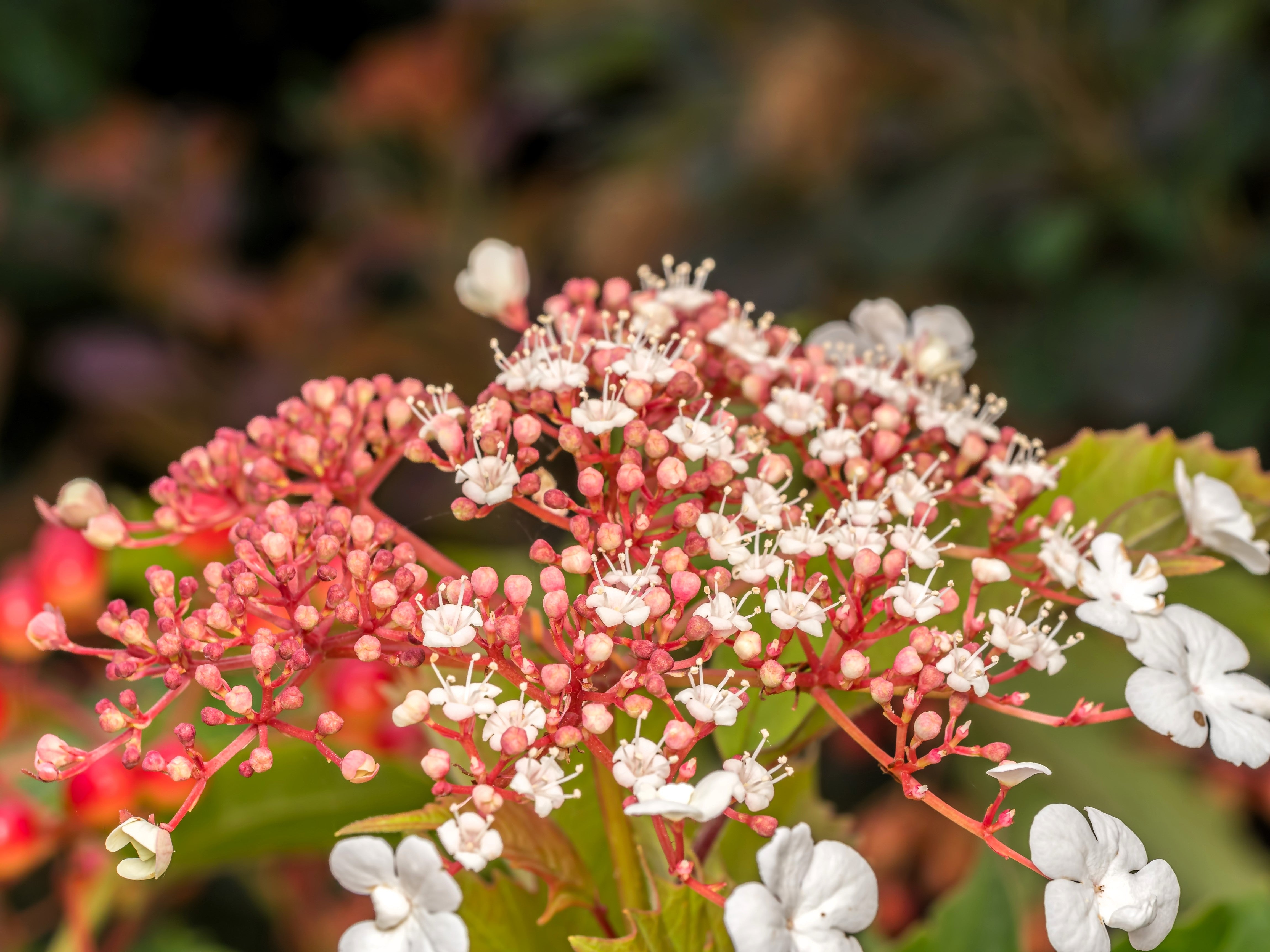 40 White OAK LEAF HYDRANGEA Quercifolia Shrub Flower Seeds