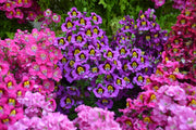 200 Mixed Colors BUTTERFLY ORCHID (Poor Mans Orchid / Angel Wings) Schizanthus Wisetonensis Flower Seeds