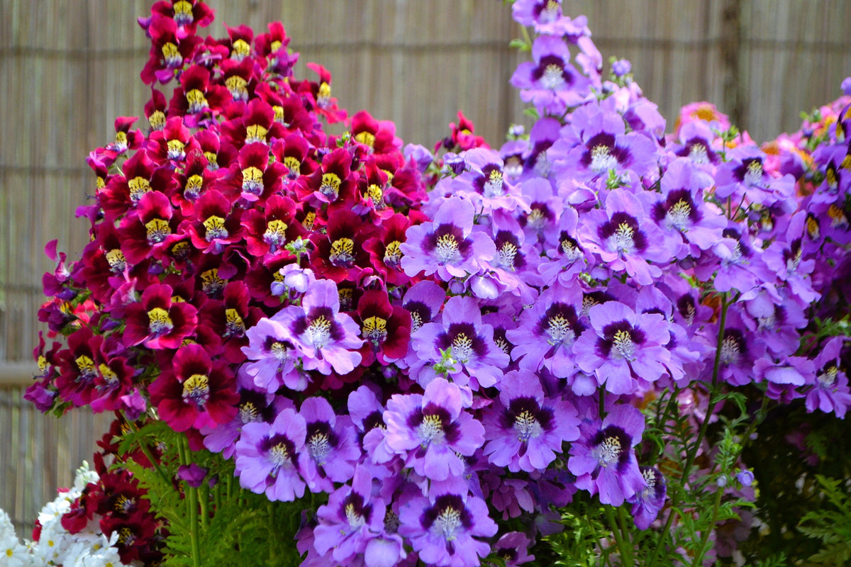 200 Mixed Colors BUTTERFLY ORCHID (Poor Mans Orchid / Angel Wings) Schizanthus Wisetonensis Flower Seeds