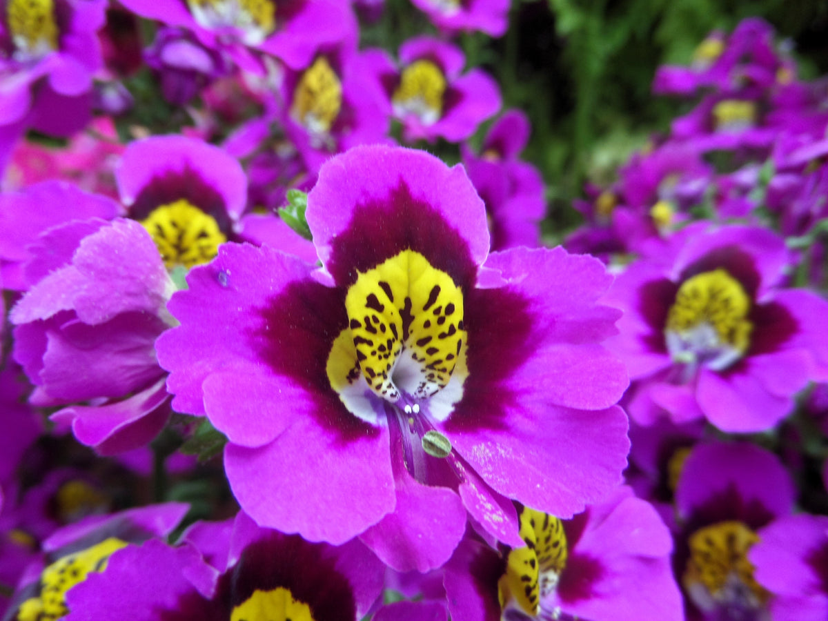 200 Mixed Colors BUTTERFLY ORCHID (Poor Mans Orchid / Angel Wings) Schizanthus Wisetonensis Flower Seeds