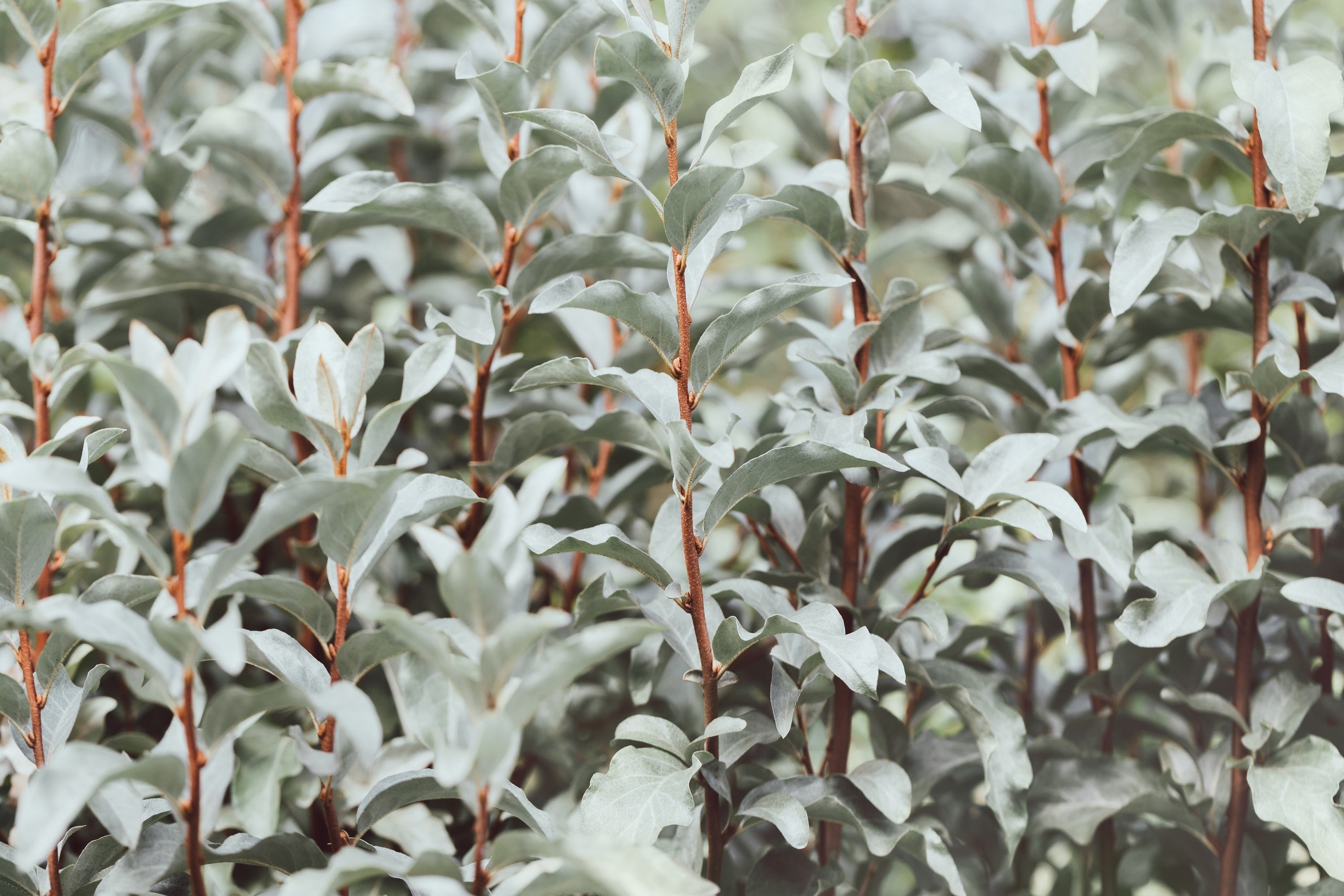 10 AMERICAN SILVERBERRY Elaeagnus Commutata aka Wolf Willow Wolfberry Wild Olive Berry Fruit Shrub Seeds