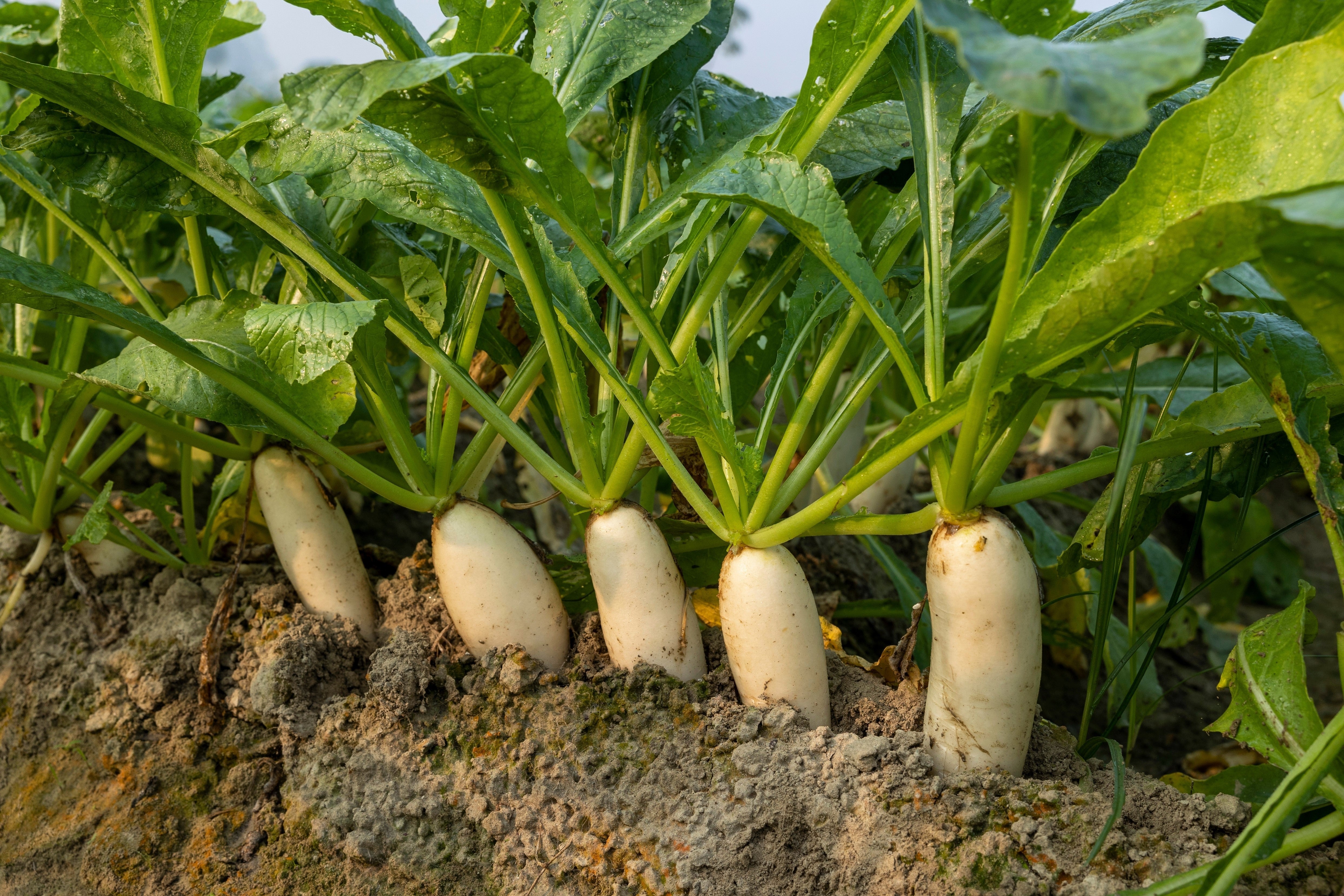 1250 WHITE ICICLE RADISH Raphanus Sativus Vegetable Seeds