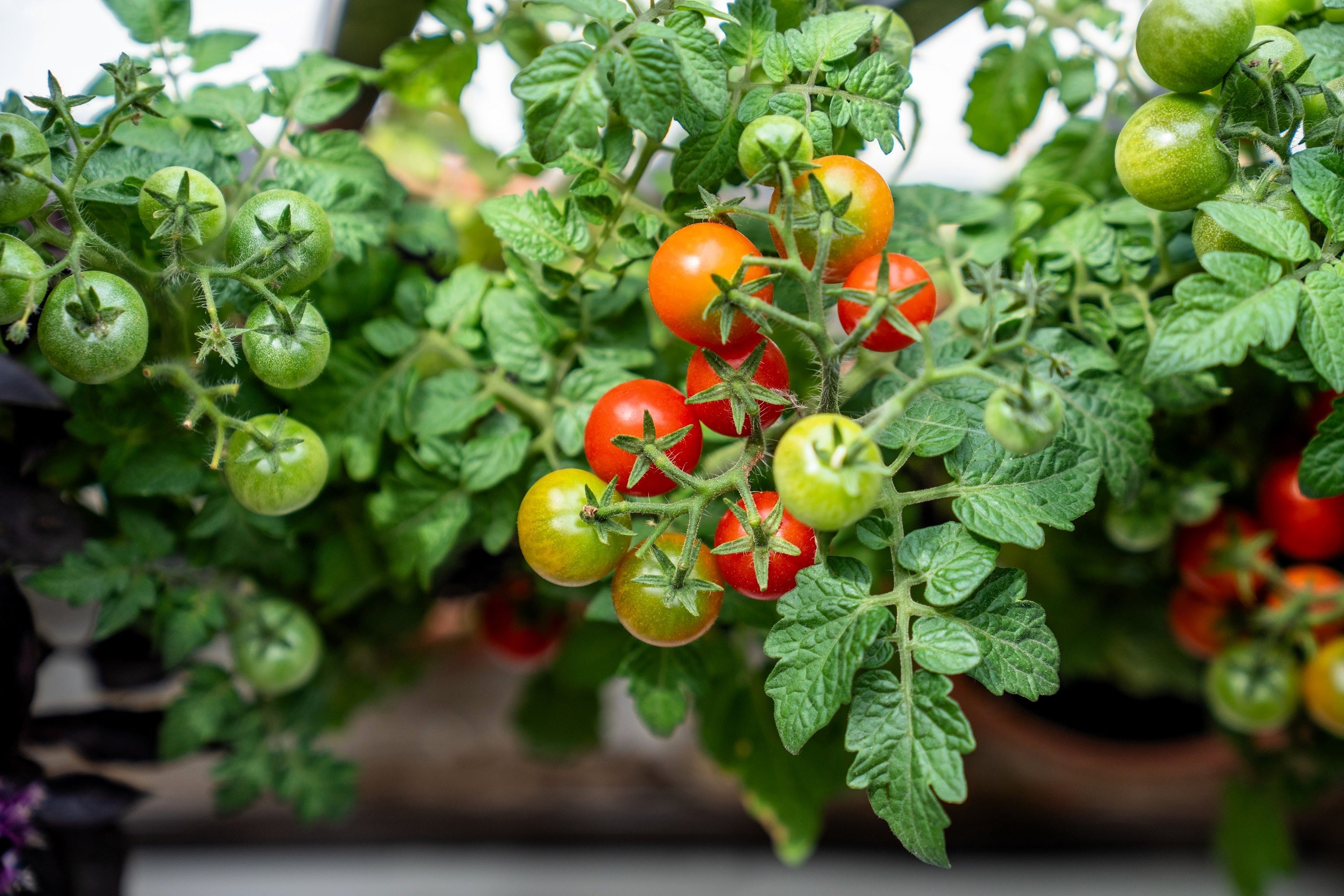 500 BULK Dwarf Cherry TOMATO TINY TIM Solanum Lycoperscium Red Fruit Seeds
