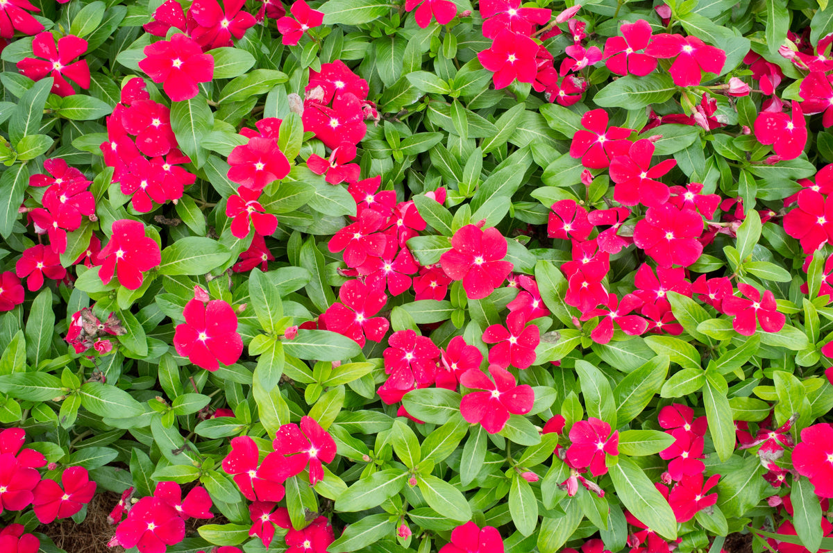 100 DWARF Little MIX PERIWINKLE / Vinca Rosea Flower Seeds