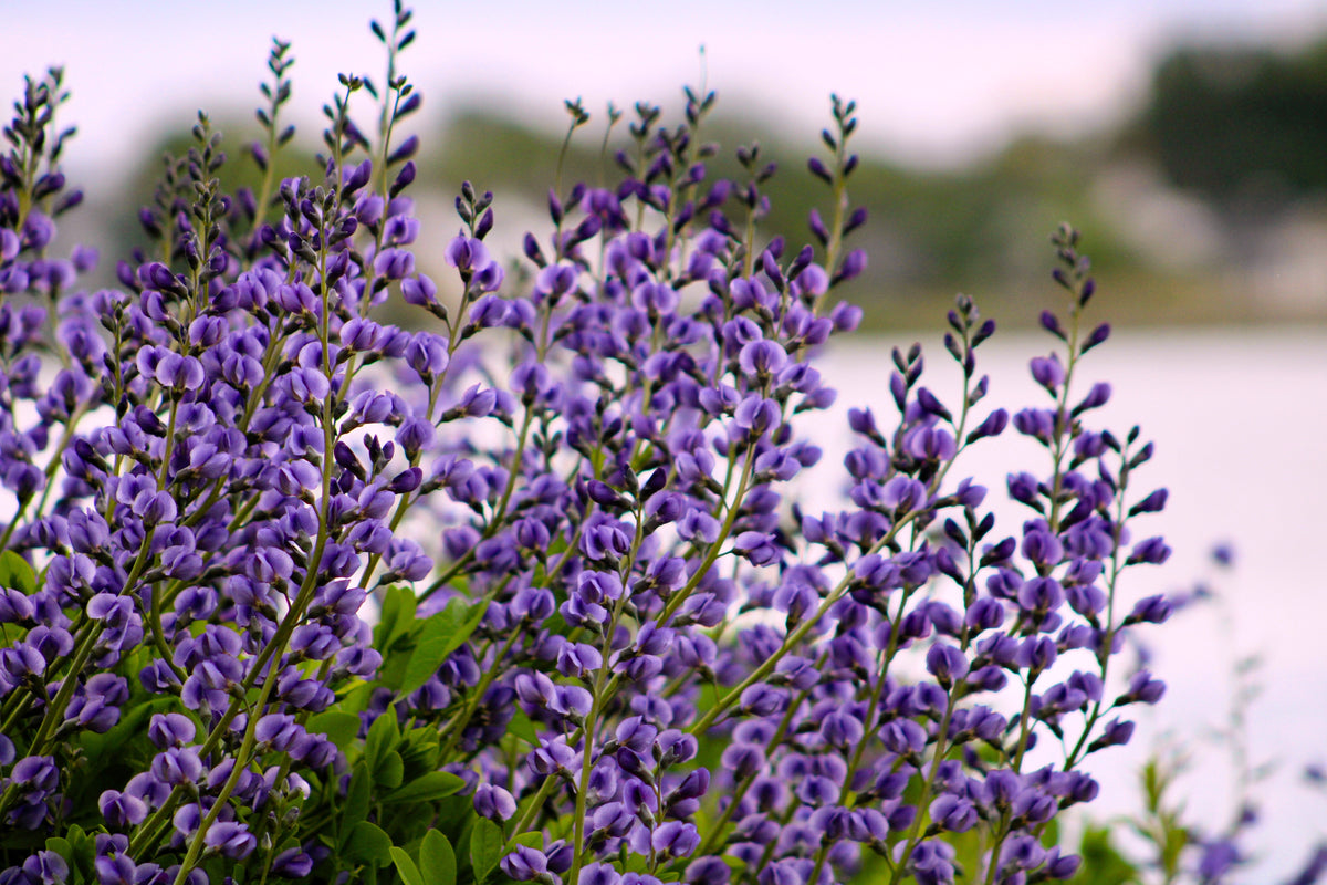 50 BLUE WILD INDIGO (False Indigo) Baptisia Australis Flower Seeds