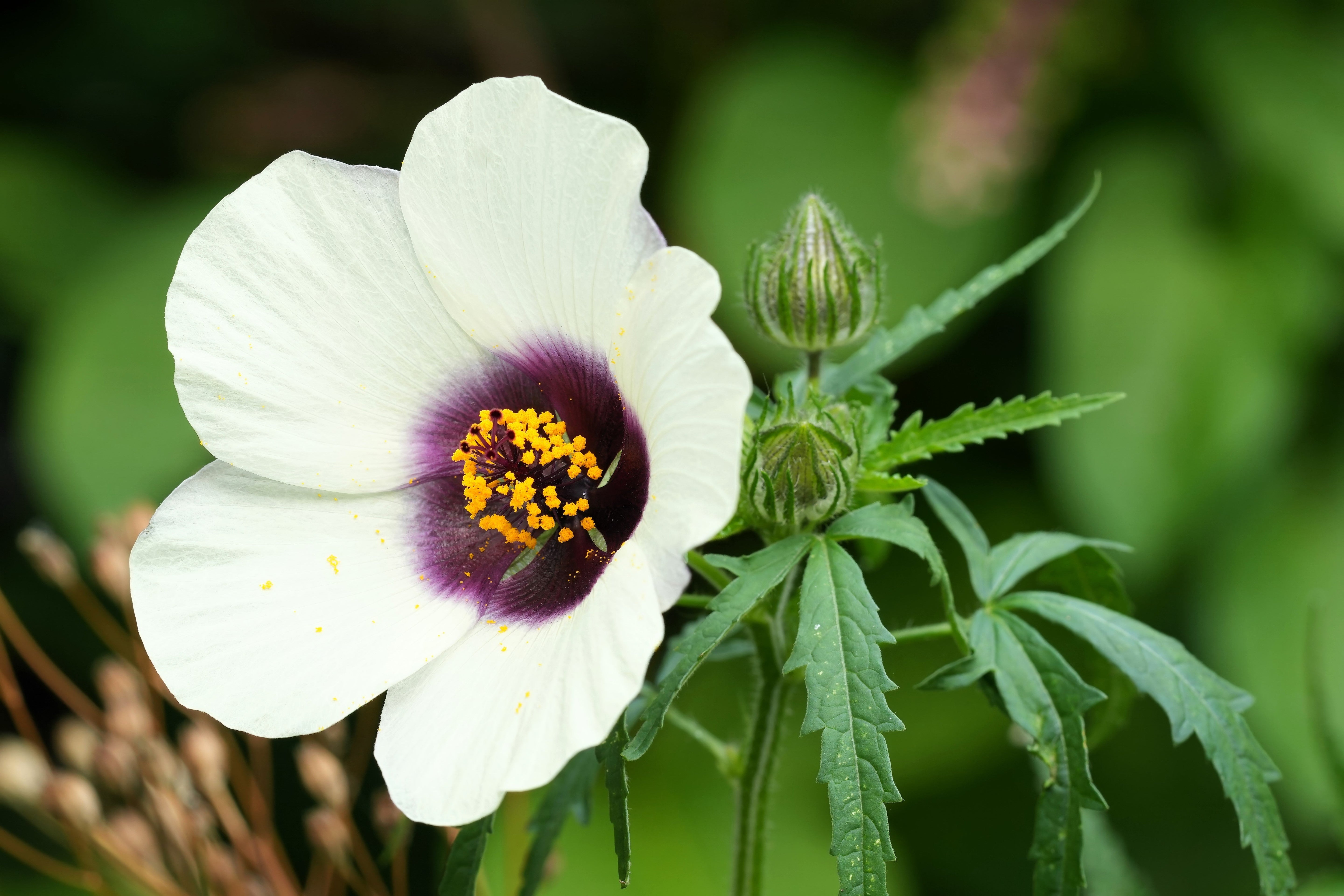 10 SIMPLY LOVE HIBISCUS (Flower of the Hour / Baldder Hibiscus) Hibiscus Trionum Flower Seeds