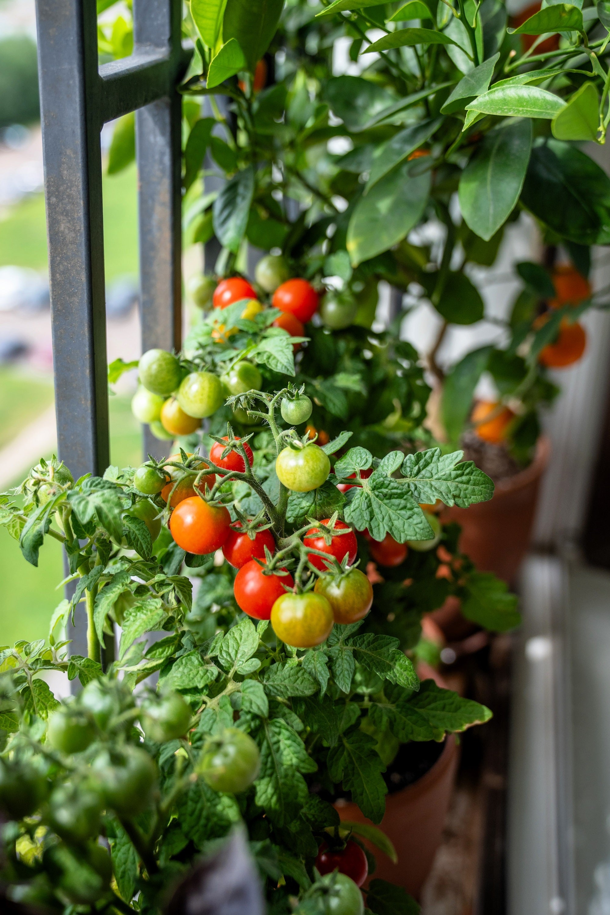 500 BULK Dwarf Cherry TOMATO TINY TIM Solanum Lycoperscium Red Fruit Seeds