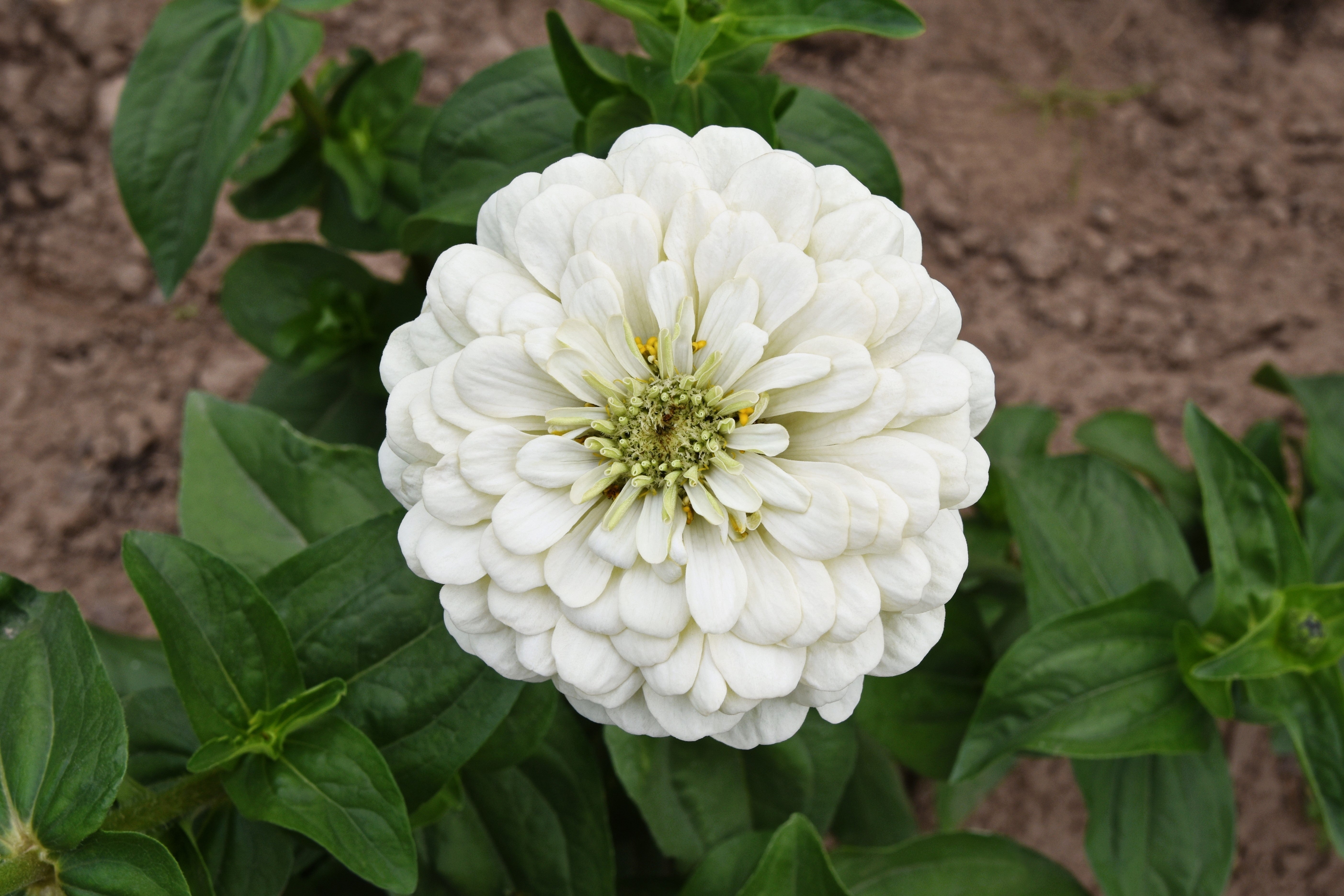 250 White POLAR BEAR ZINNIA Elegans Flower Seeds