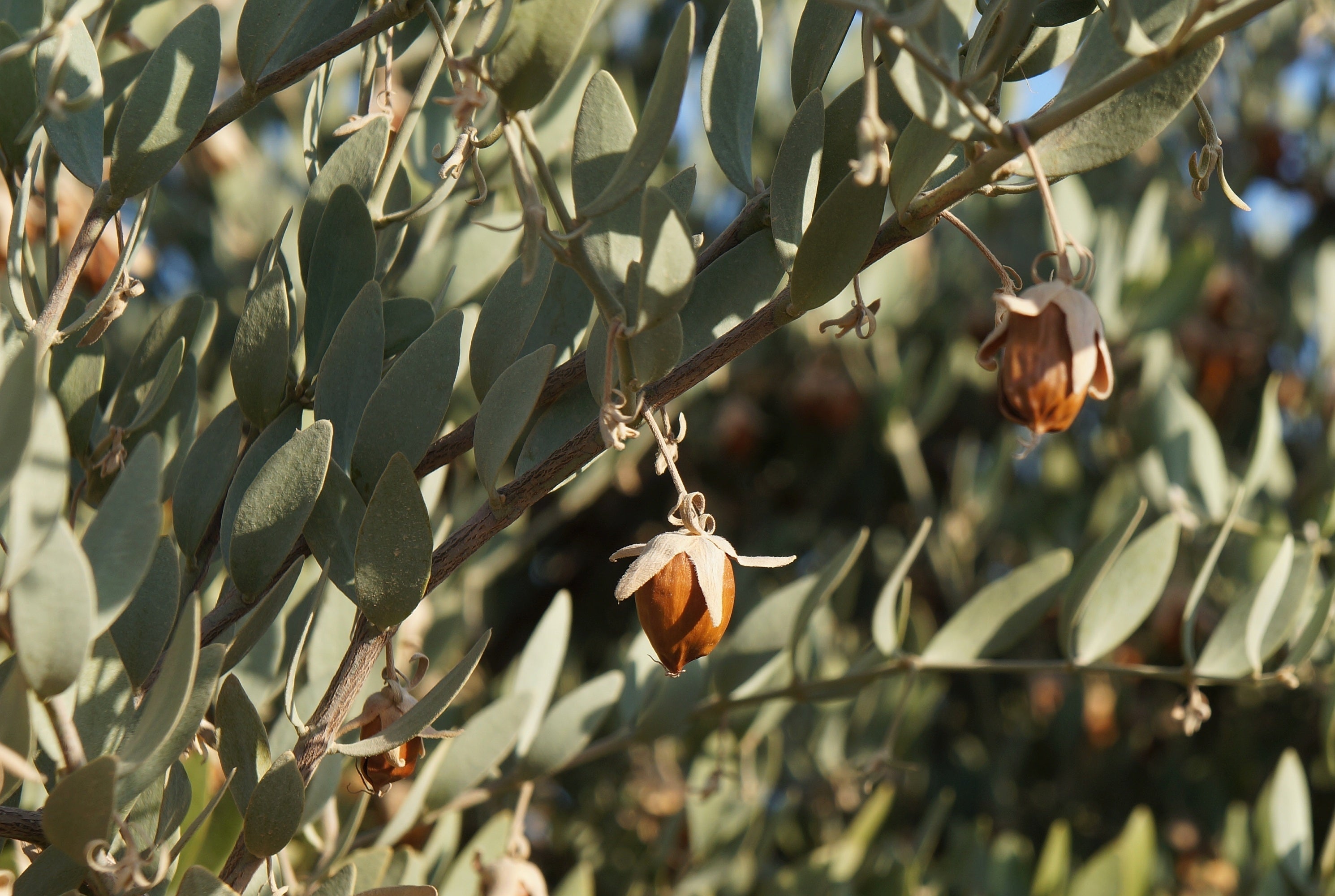 5 JOJOBA Simmondsia Chinensis Fruit Nut Oil Evergreen Shrub Seeds