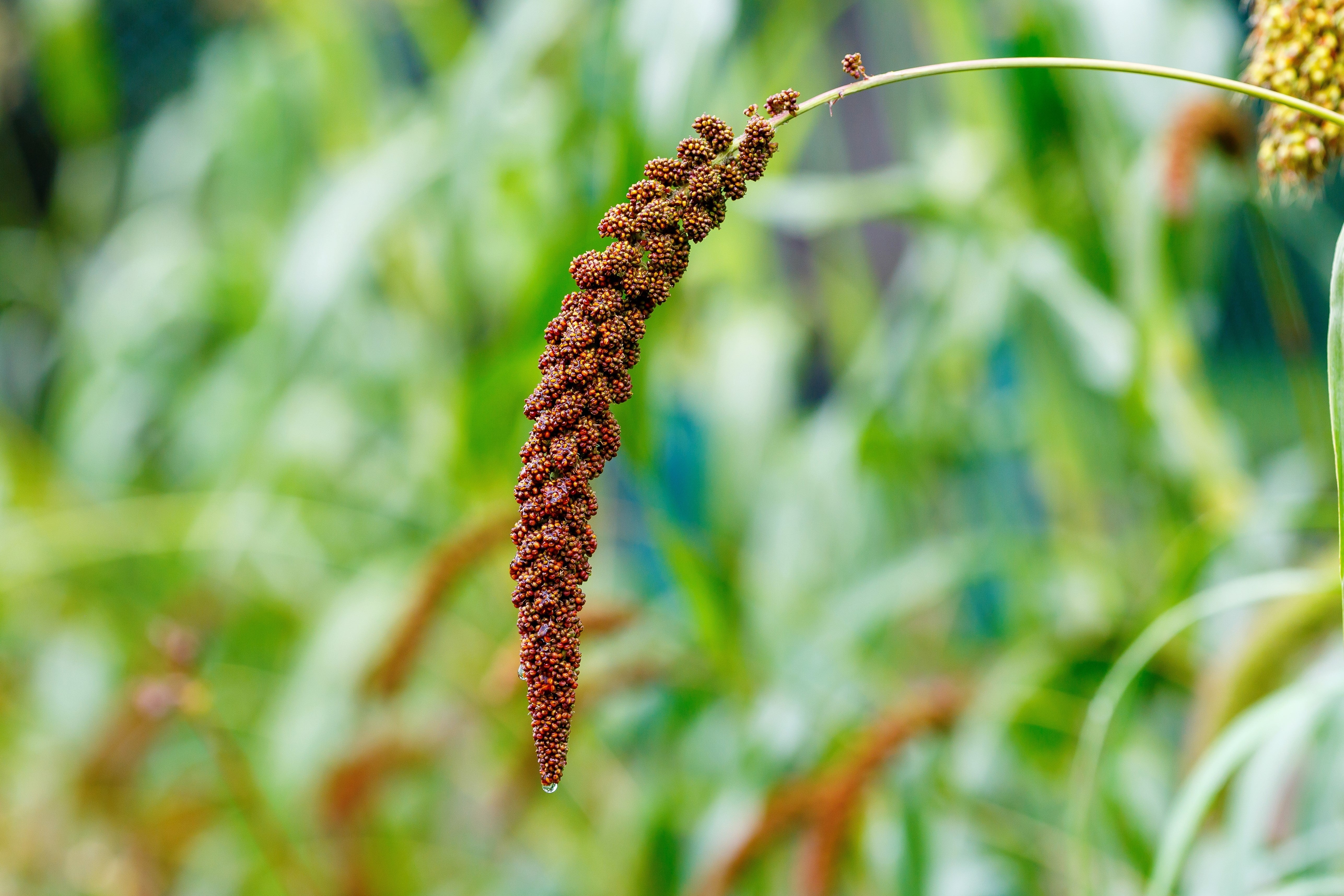 25 RED JEWEL MILLET Setaria Italica Ornamental Grass Flower Seeds
