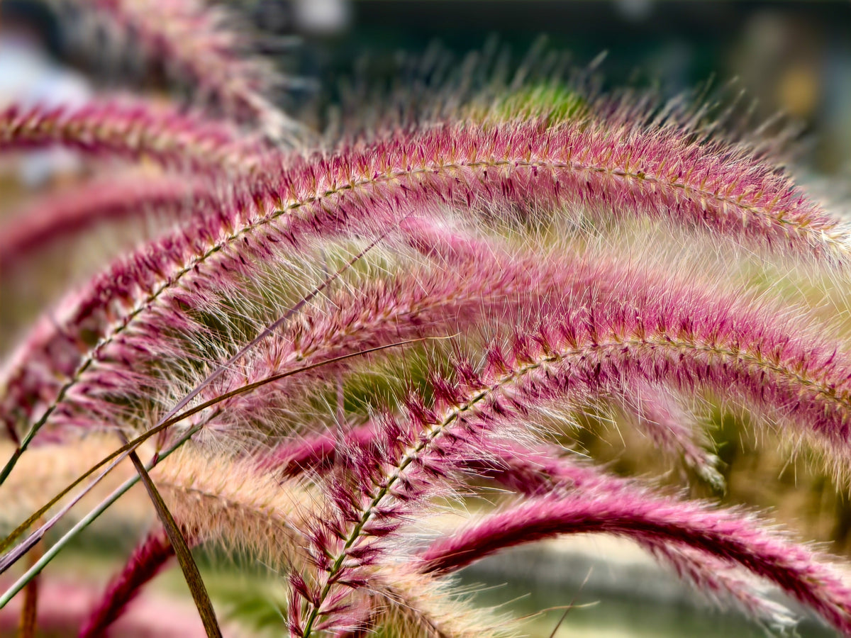 25 Dwarf Purple CHINESE FOUNTAIN GRASS Pennisetum Alopecuroides Hardy Ornamental Seeds