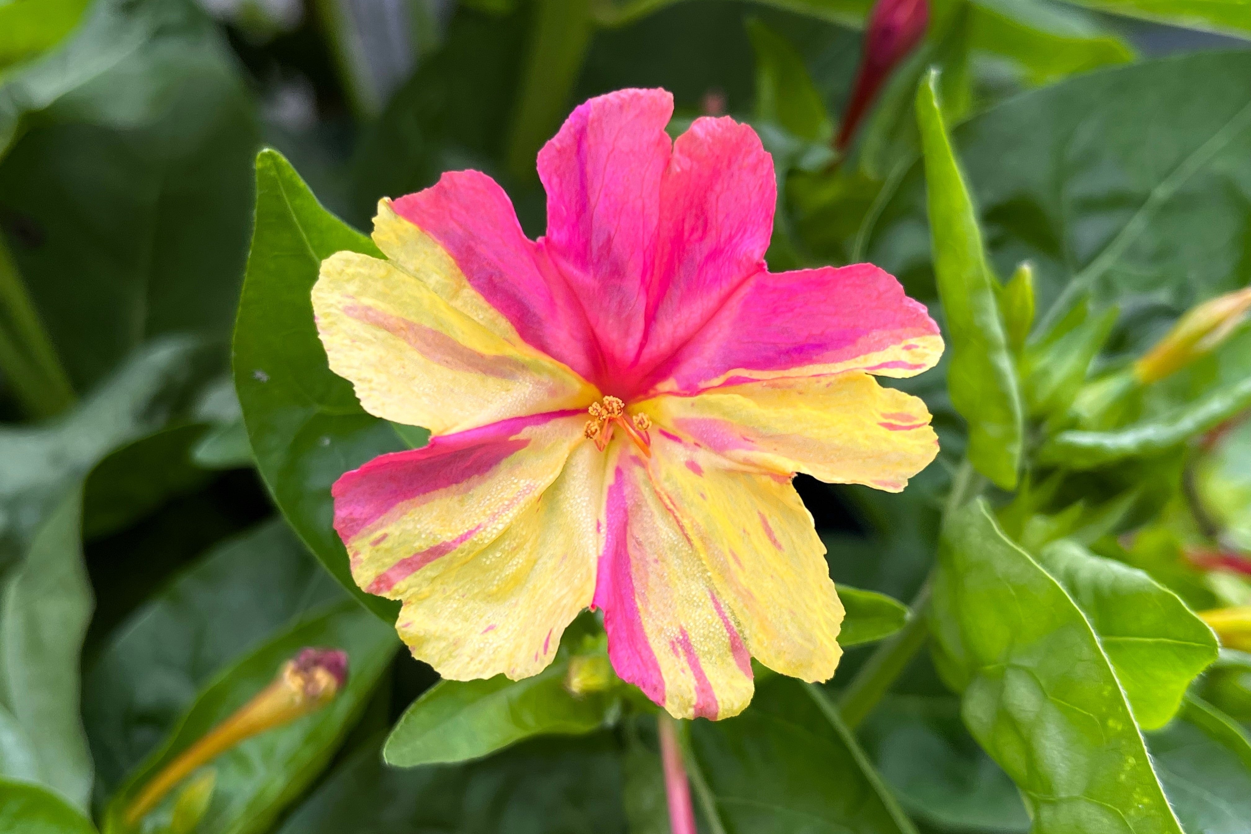 75 MIXED FOUR O CLOCK aka Marvel of Peru Mirabilis Jalapa Flower Seeds