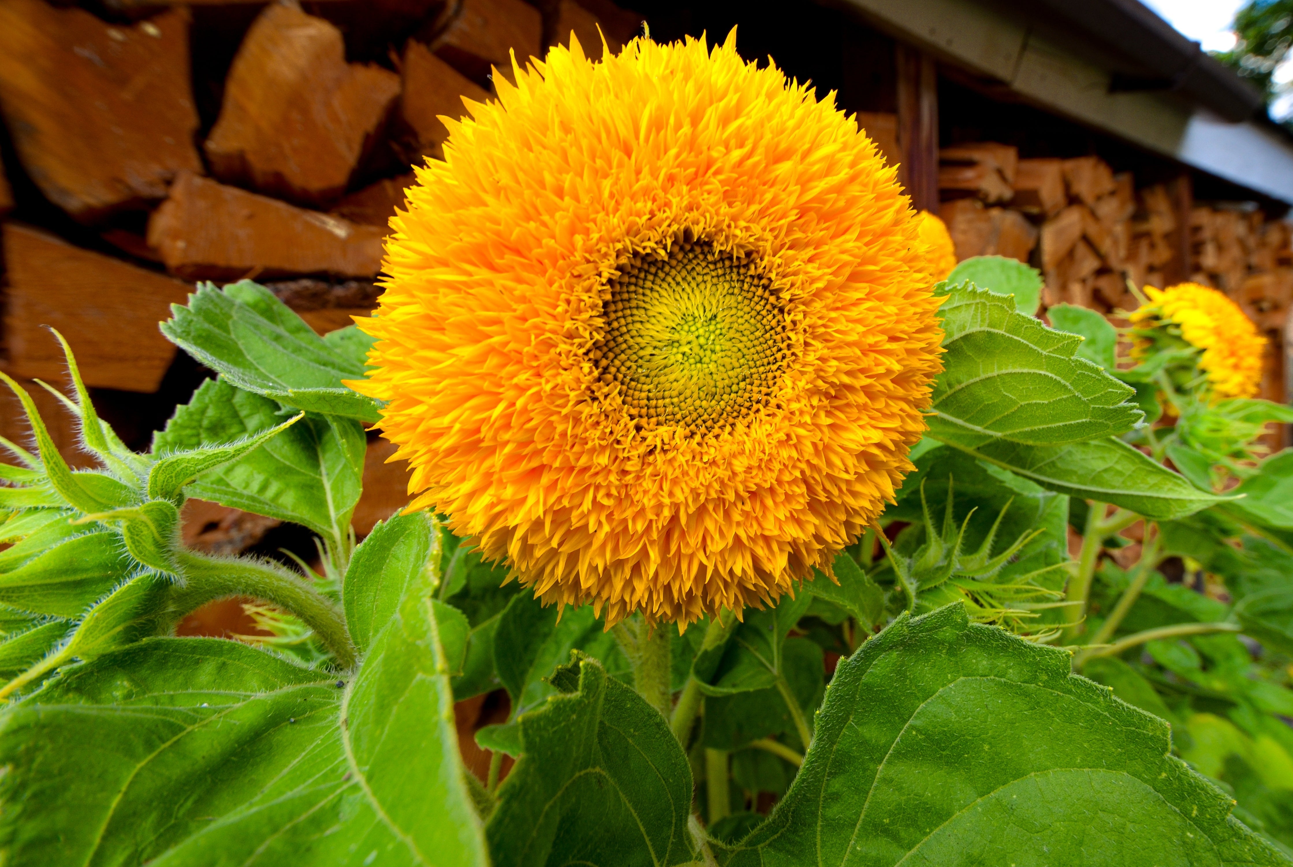 150 Double DWARF TEDDYBEAR SUNFLOWER Helianthus Annuus Yellow Flower Seeds