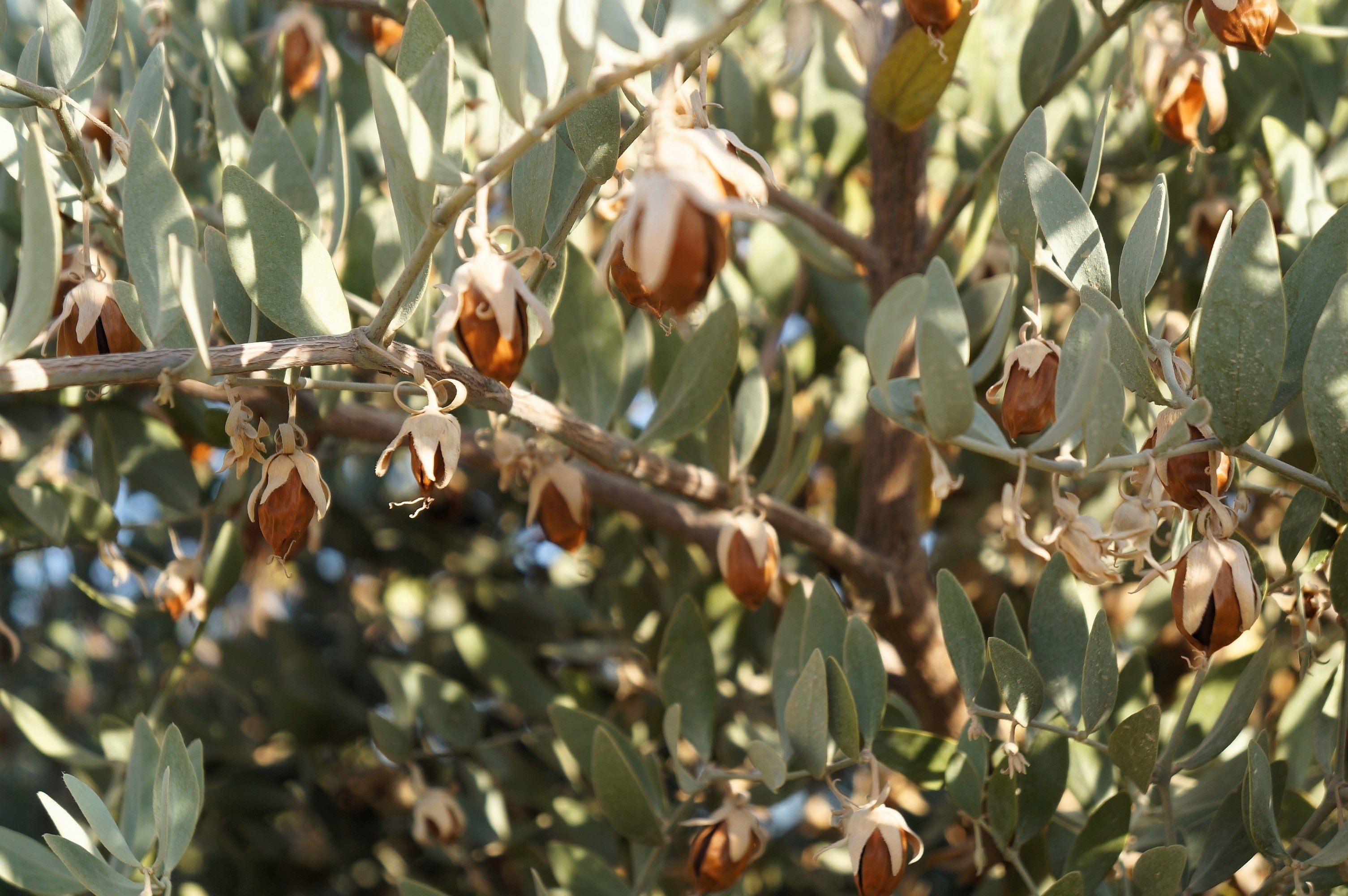 5 JOJOBA Simmondsia Chinensis Fruit Nut Oil Evergreen Shrub Seeds