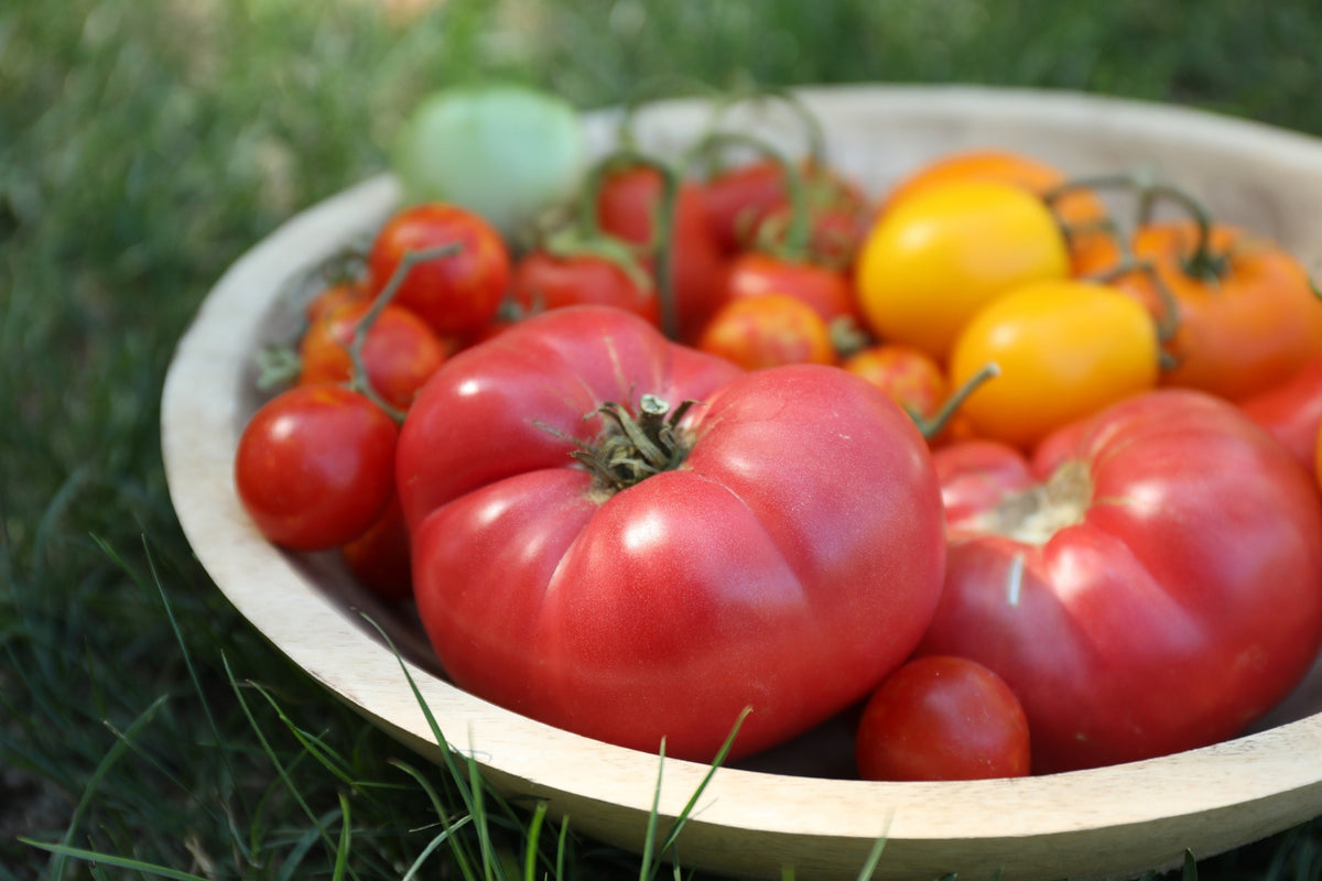 200 PINK PONDEROSA TOMATO Henderson's Lycopersicon Fruit Vegetable Seeds