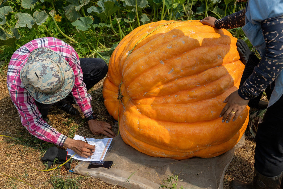 10 Dill's ATLANTIC GIANT PUMPKIN Up to 2000 lb Cucurbita Vegetable Seeds