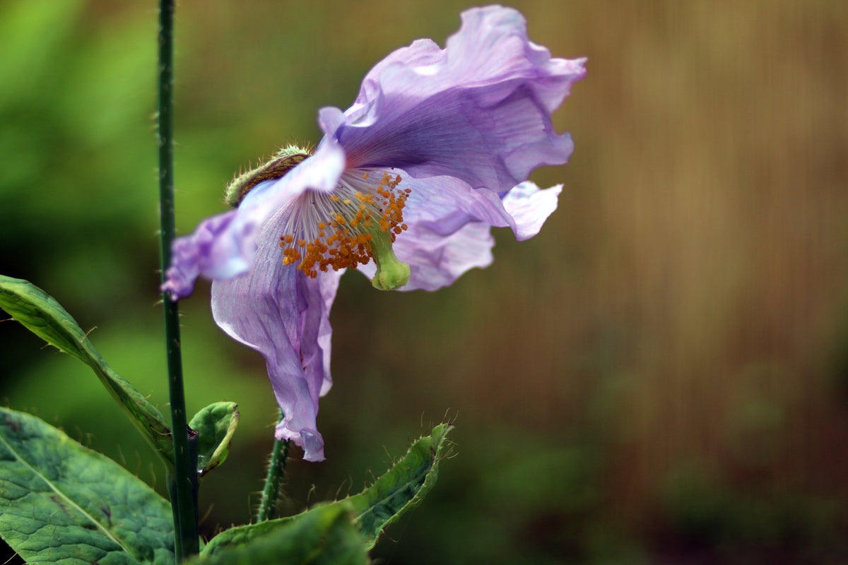 10 VIOLET HIMALAYAN POPPY Meconopsis Betonicifolia Purple Hensol Flower Seeds
