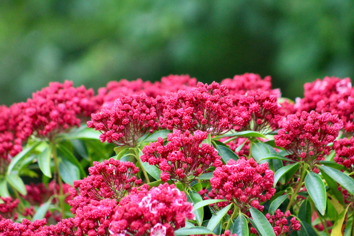 50 MOUNTAIN LAUREL White Pink Red Kalmia Latifolia Shrub Bush Seeds