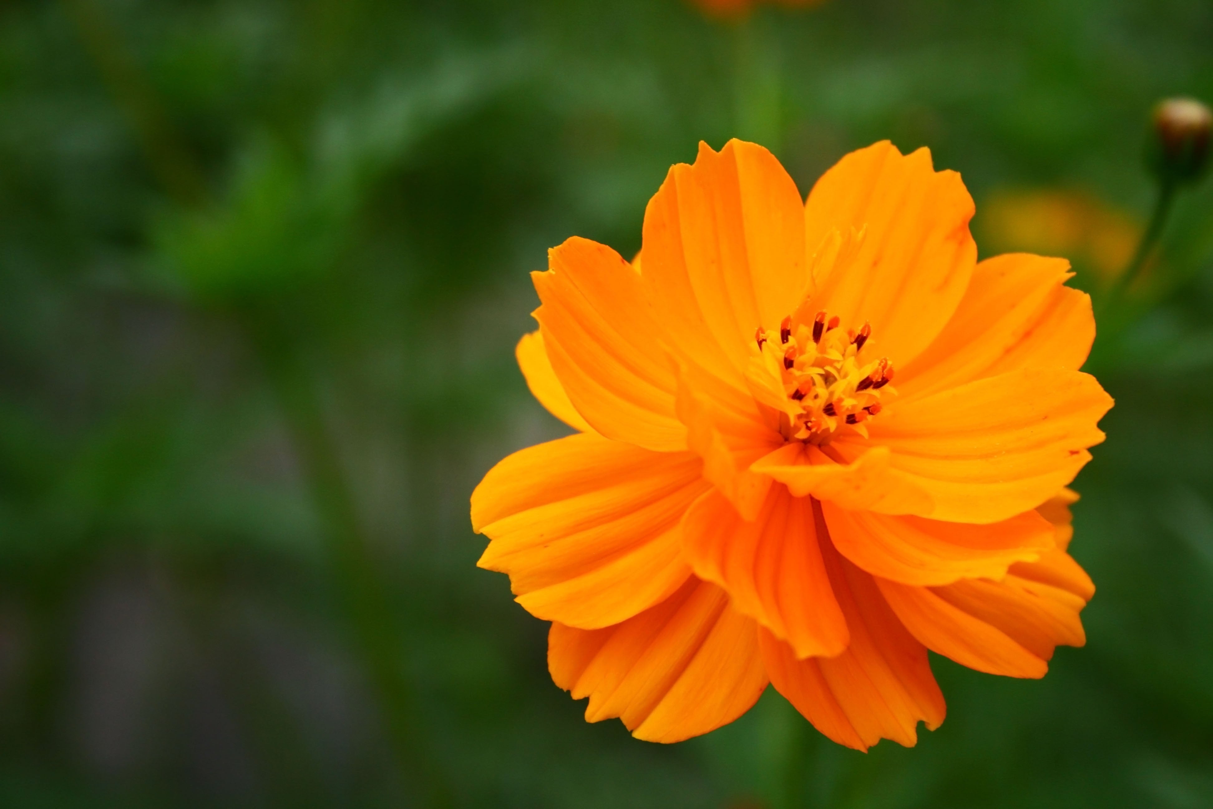 150 ORANGE SULPHUR COSMOS Klondike Sulphureus Seeds