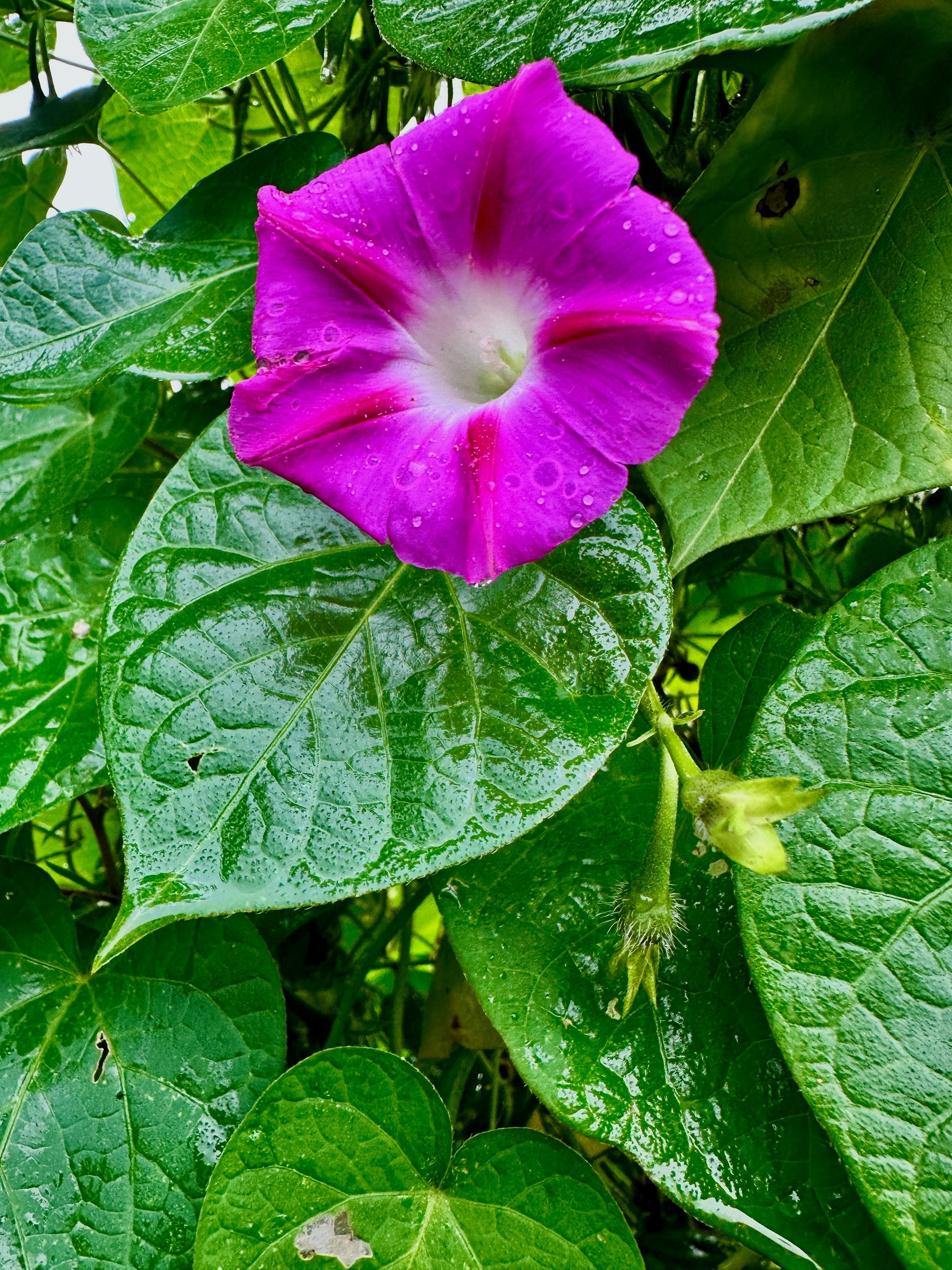 100 GRANDPA OTT MORNING GLORY Ipomoea Purpurea Flower Vine Seeds