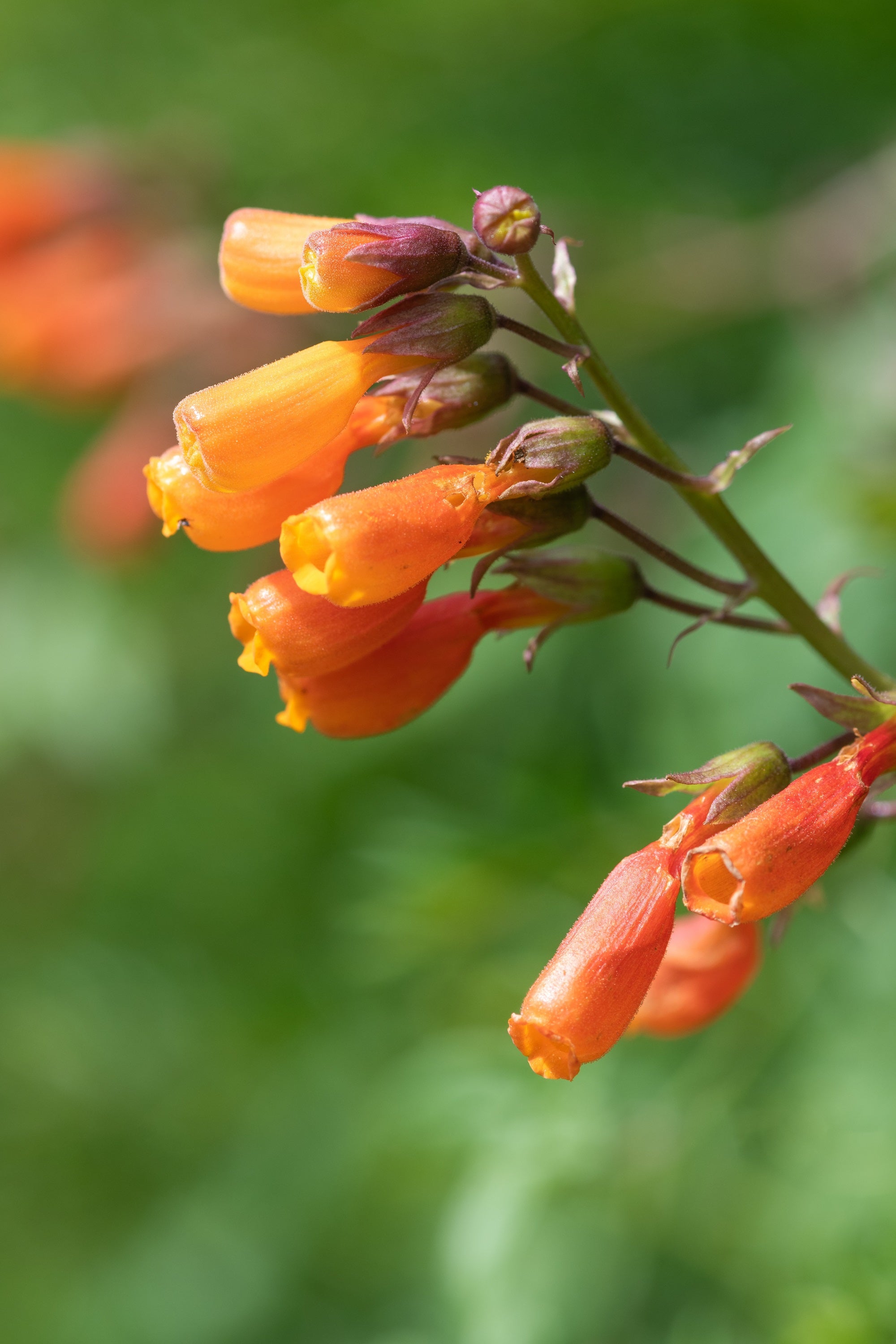 40 CHILEAN GLORY VINE Eccremocarpus Scaber Flower Seeds