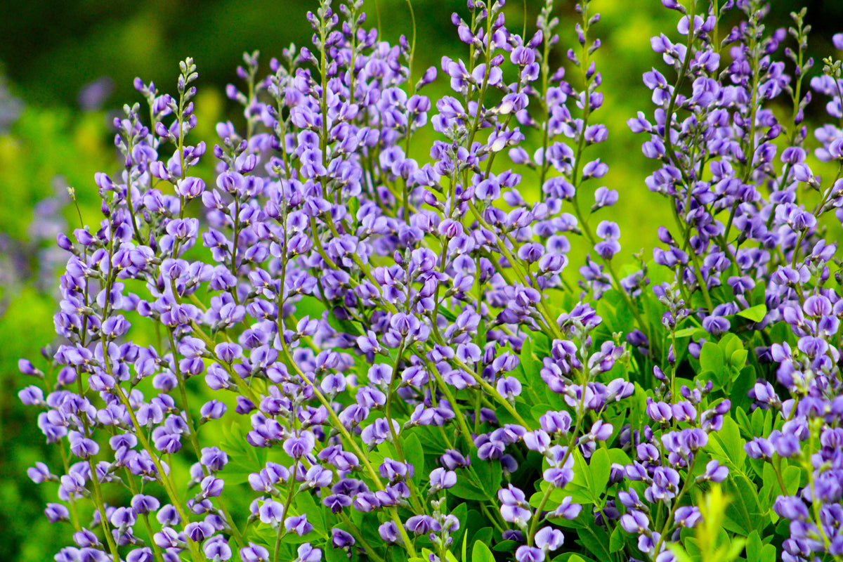 50 BLUE WILD INDIGO (False Indigo) Baptisia Australis Flower Seeds