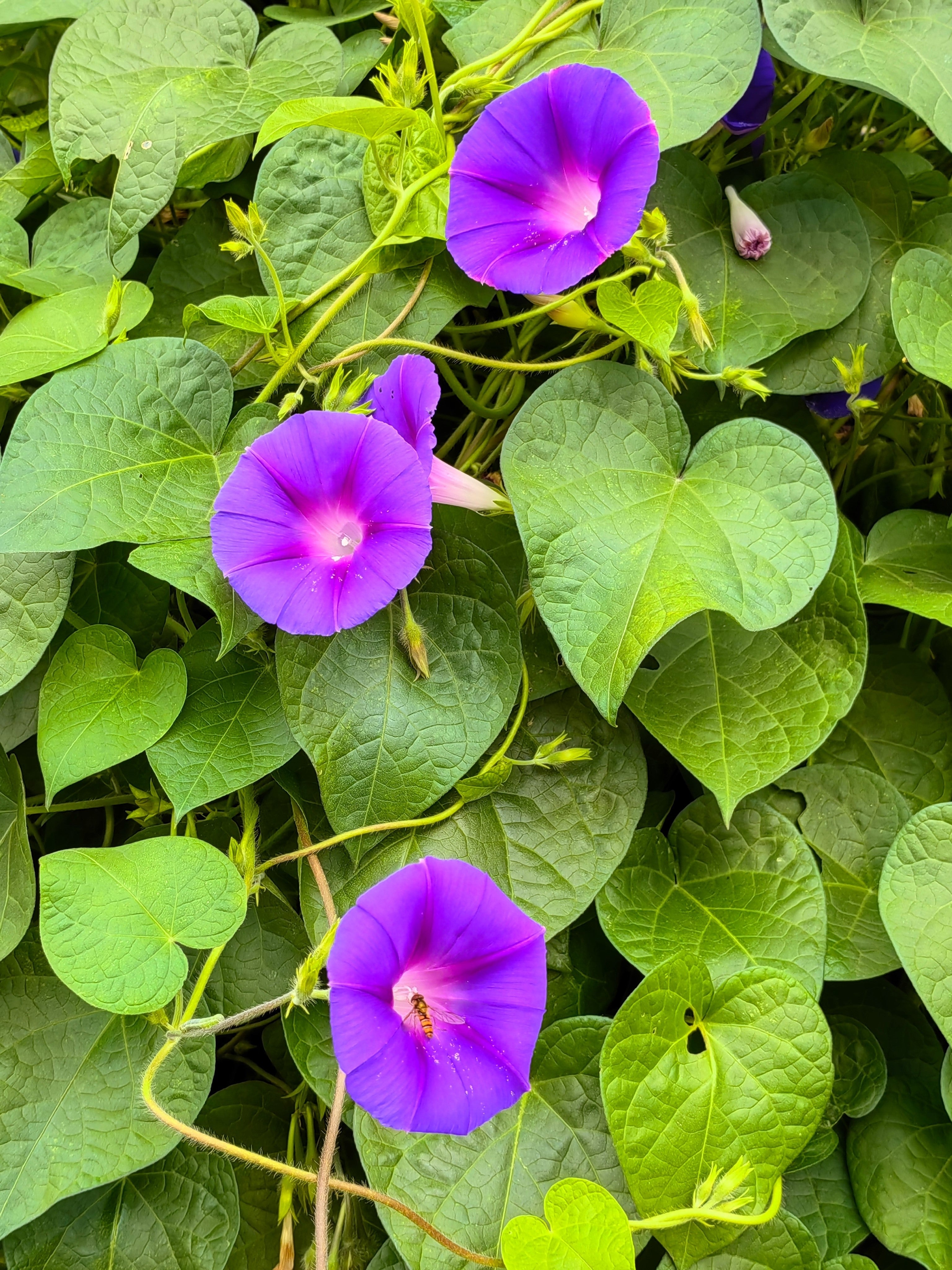 100 GRANDPA OTT MORNING GLORY Ipomoea Purpurea Flower Vine Seeds