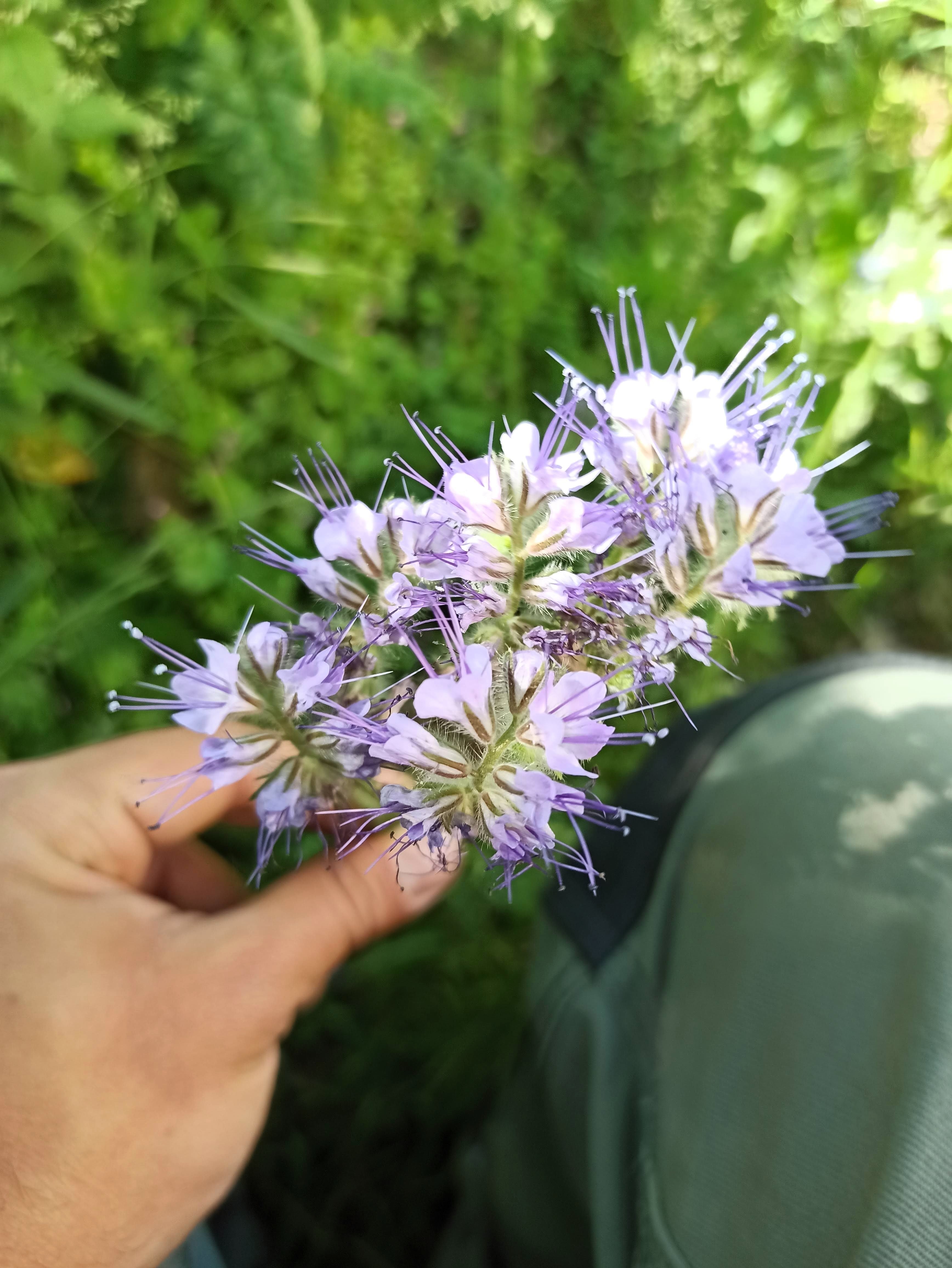 300 PURPLE TANSY Lacy Fiddleneck Phacelia Tanacetifolia Flower Seeds
