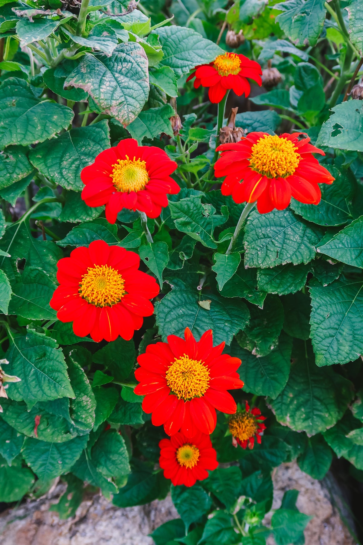 50 RED MEXICAN Torch SUNFLOWER Tithonia Rotundifolia Red Orange Flower Seeds