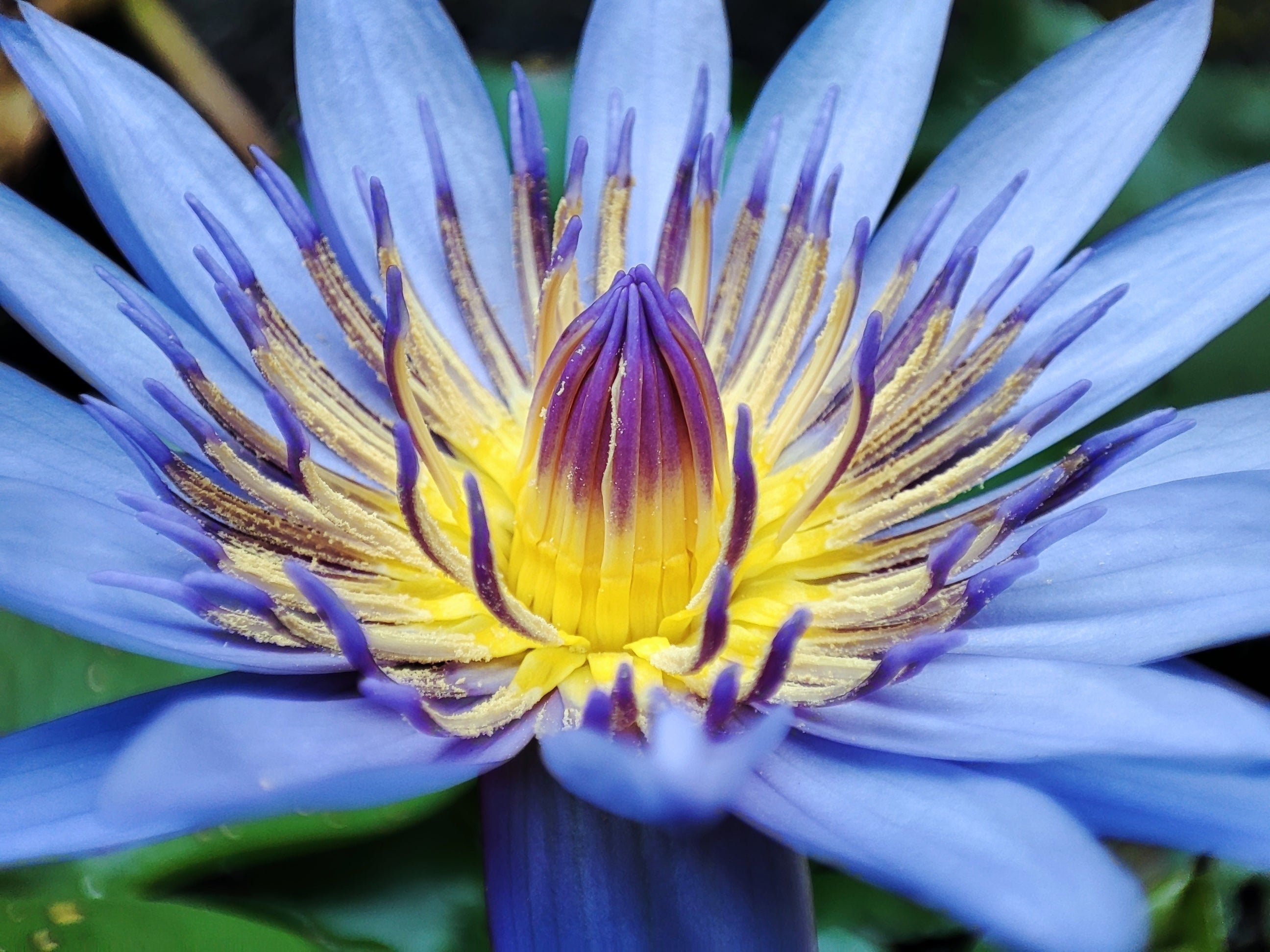 water lily plant seeds Nymphaea caerulea | Blue Egyptian Lotus | Sacred Water Lily