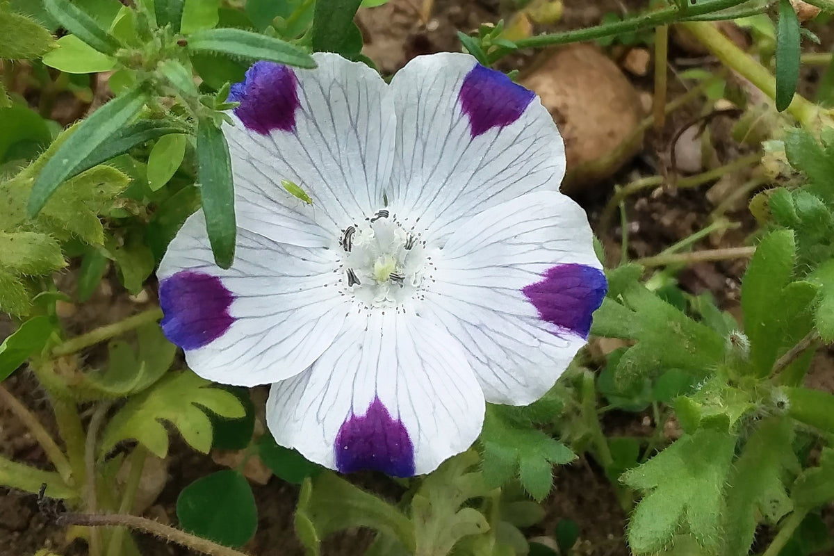 750 FIVE SPOT Nemophila Maculata White & Purple Flower Seeds