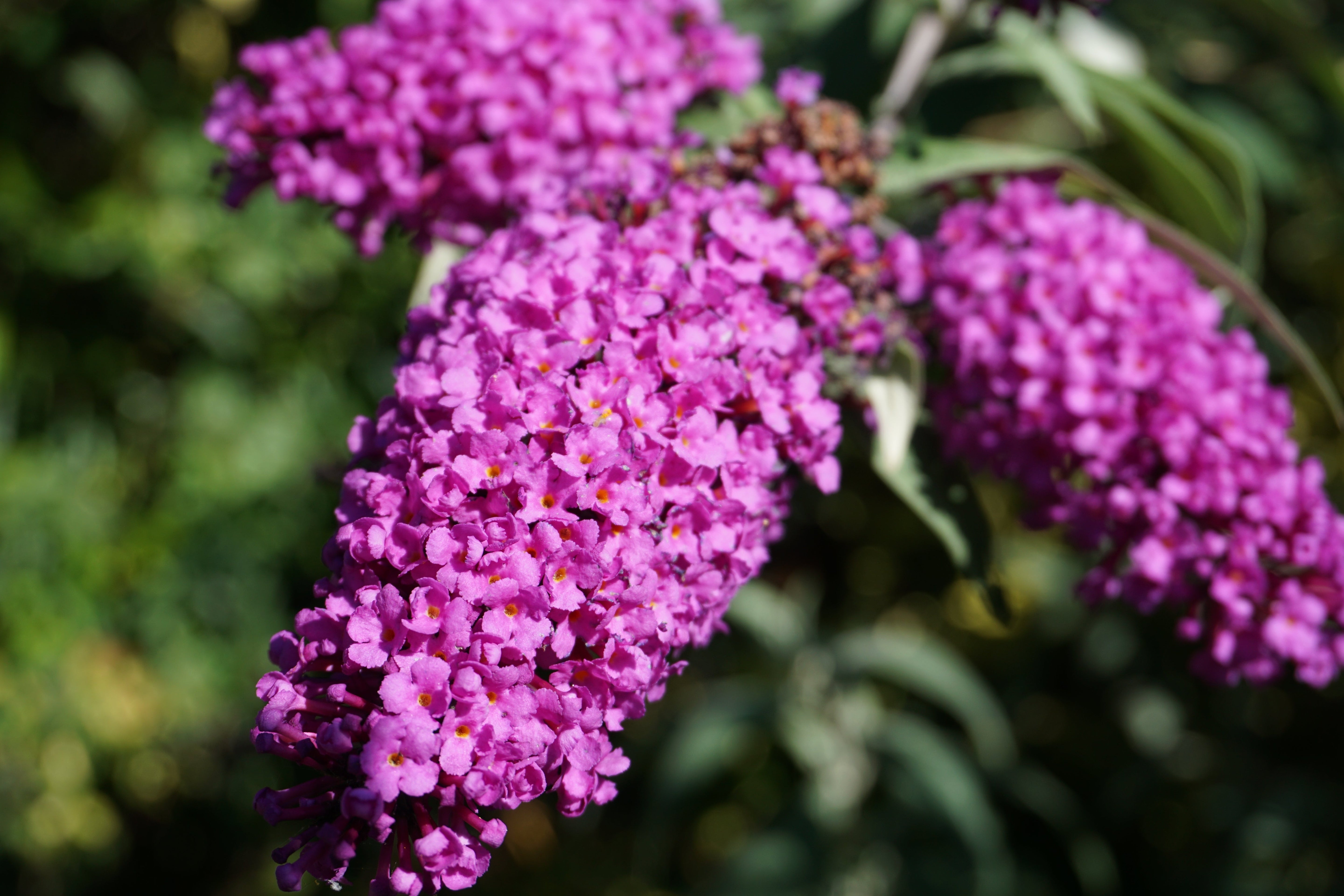 50 VIOLET BUTTERFLY BUSH Buddleja Davidii Purple Flower Seeds