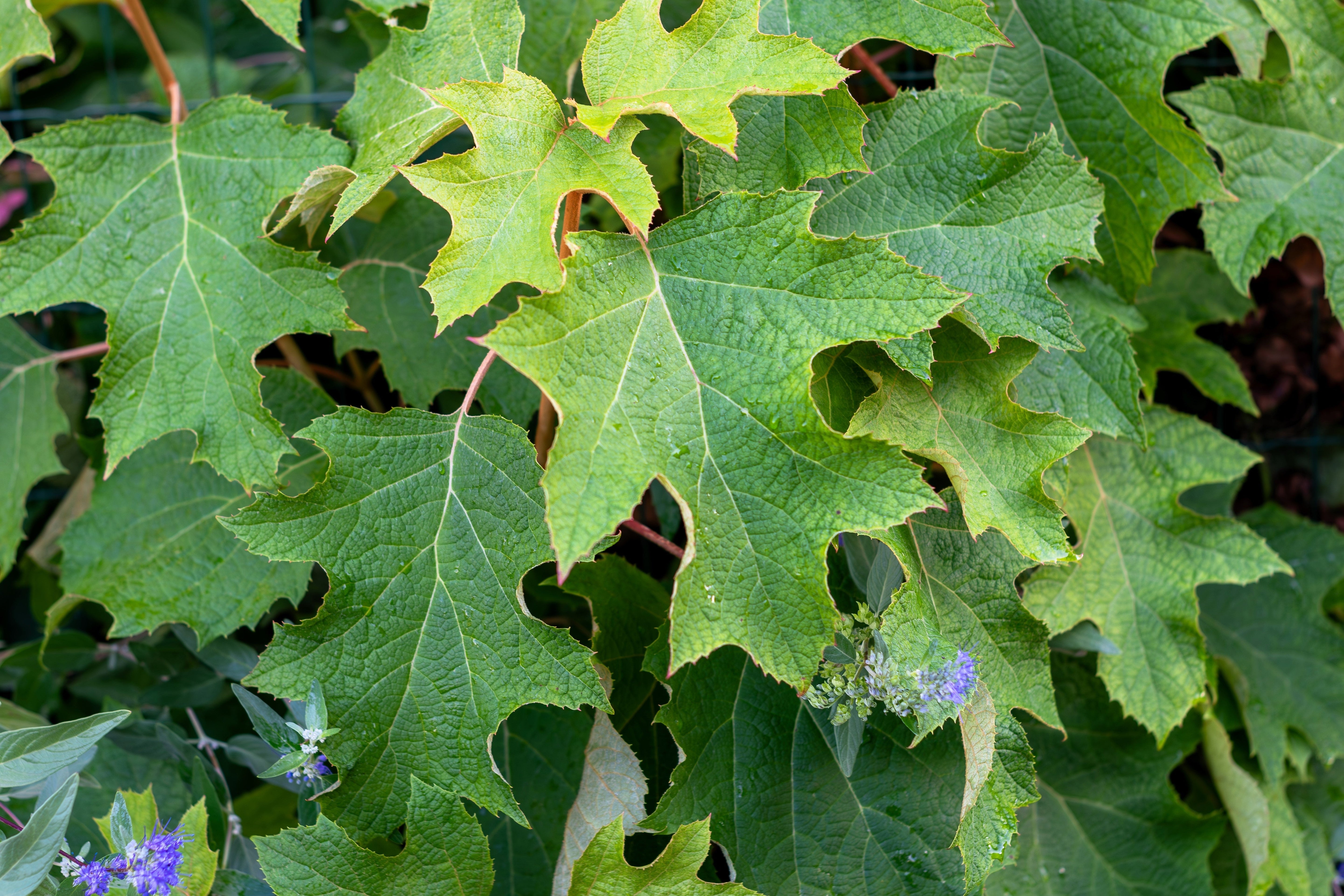 40 White OAK LEAF HYDRANGEA Quercifolia Shrub Flower Seeds