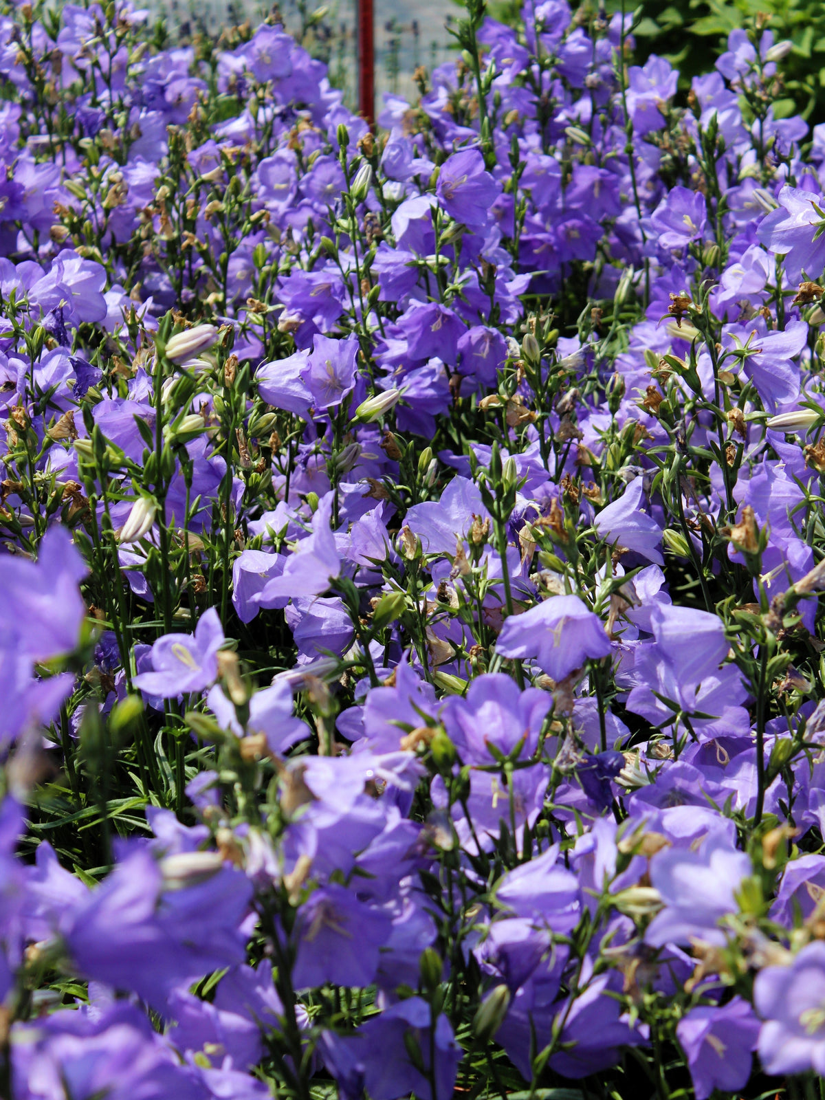 500 TELHAM BEAUTY BELLFLOWER Blue Peach Leaved Campanula Persicifolia Flower Seeds