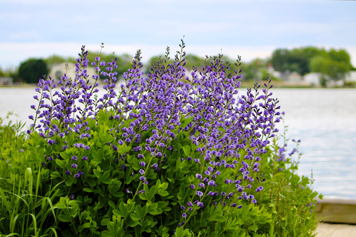 50 BLUE WILD INDIGO (False Indigo) Baptisia Australis Flower Seeds