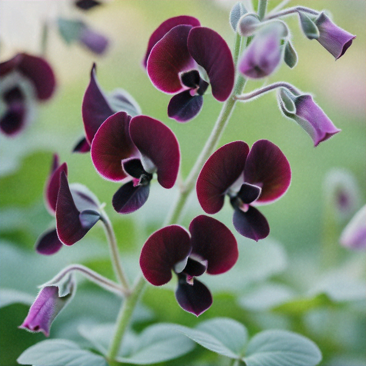 20 Royal MAROON SWEET PEA Lathyrus Odoratus Vine Dark Red Fragrant Flower Seeds