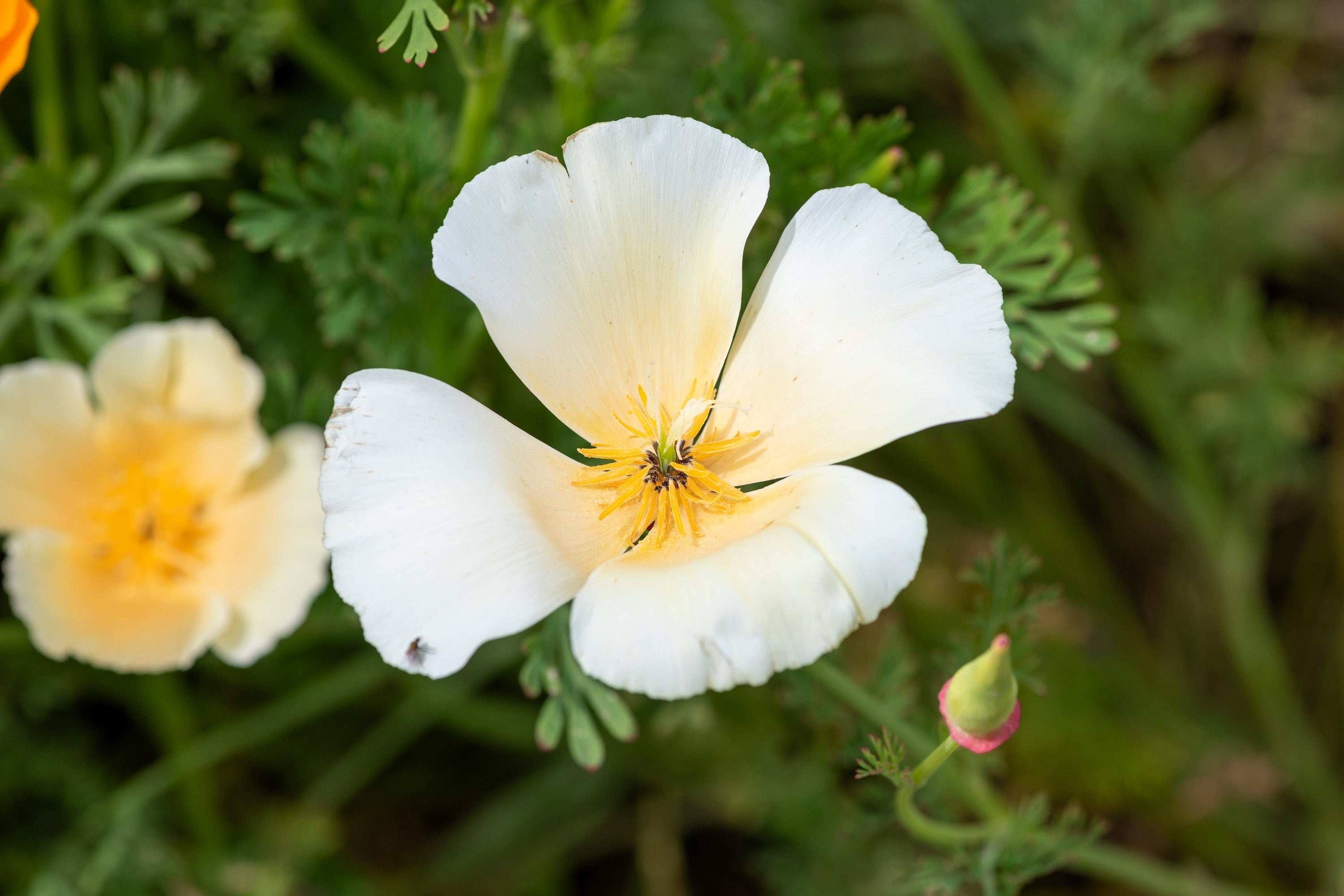 1000 WHITE CALIFORNIA POPPY Eschscholzia Californica Flower Seeds